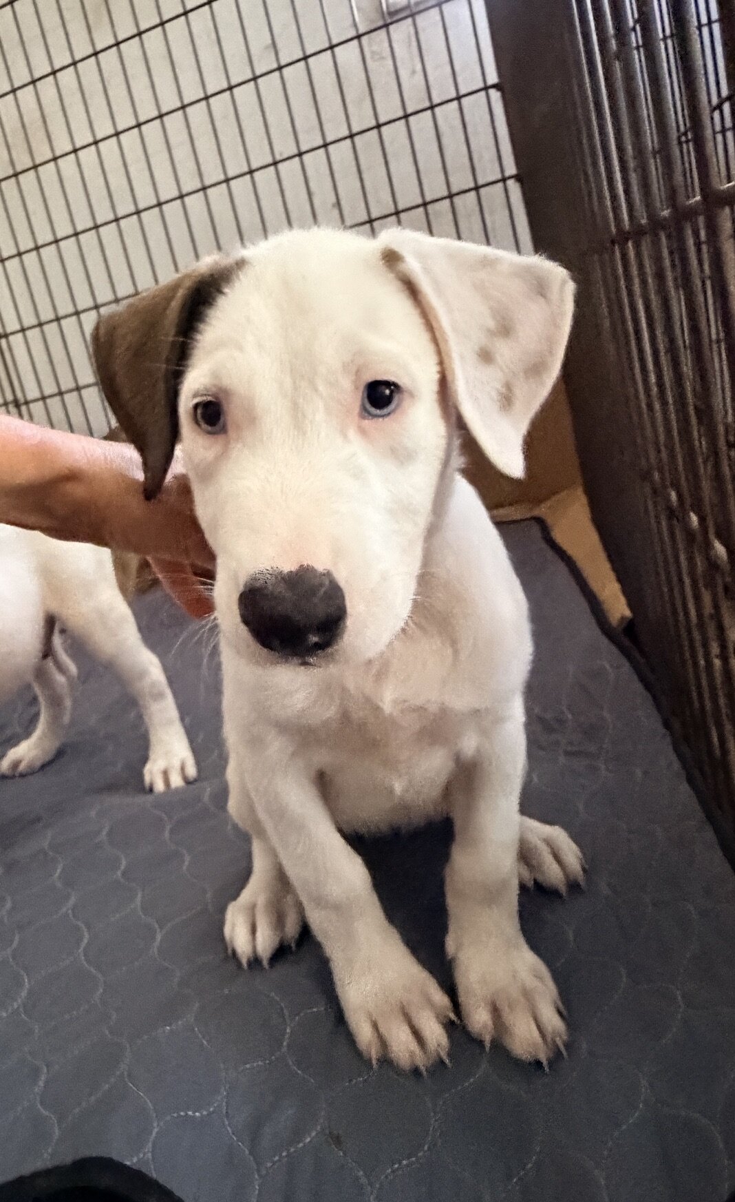 Puppies image 2