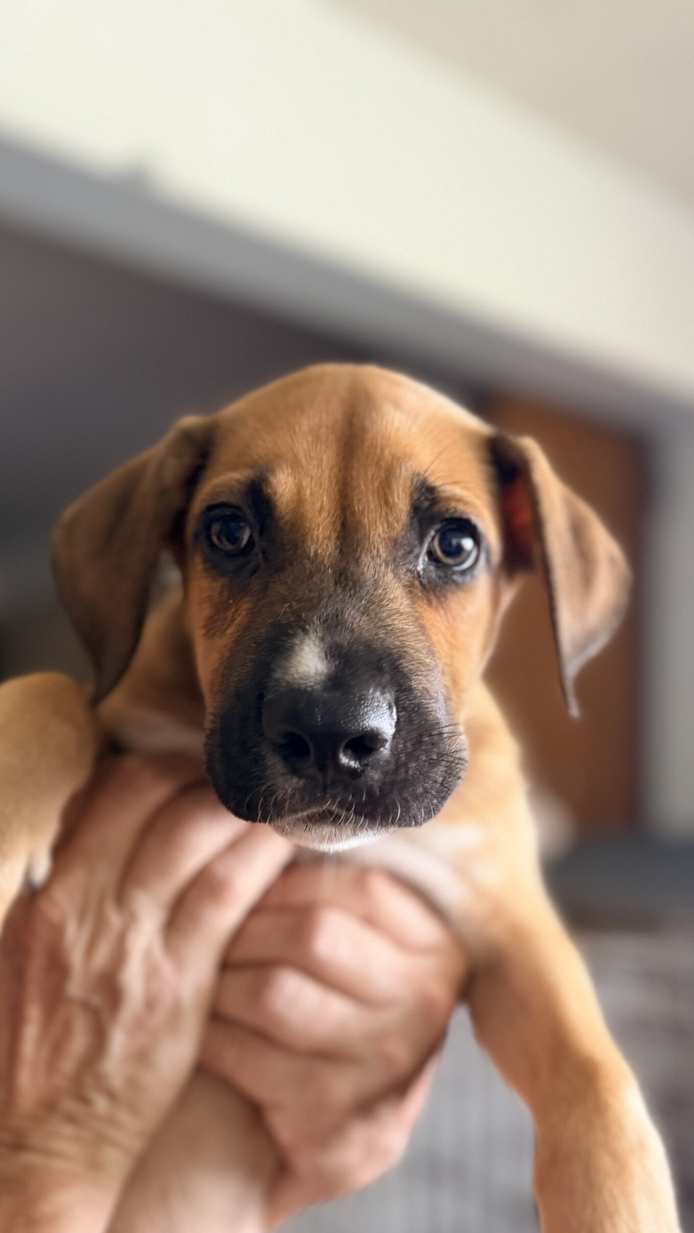 Puppies image 1