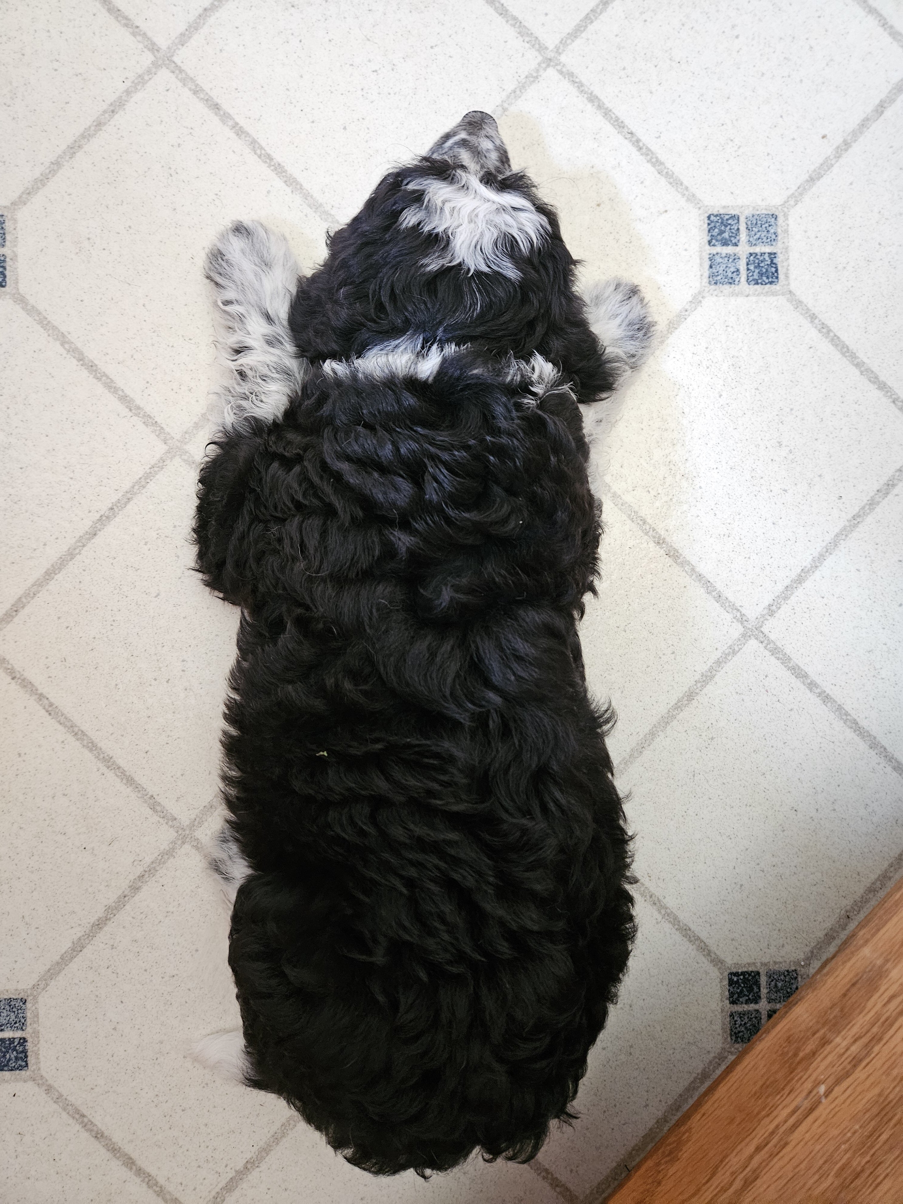 Bordoodle Puppies Looking for Forever Homes image 7