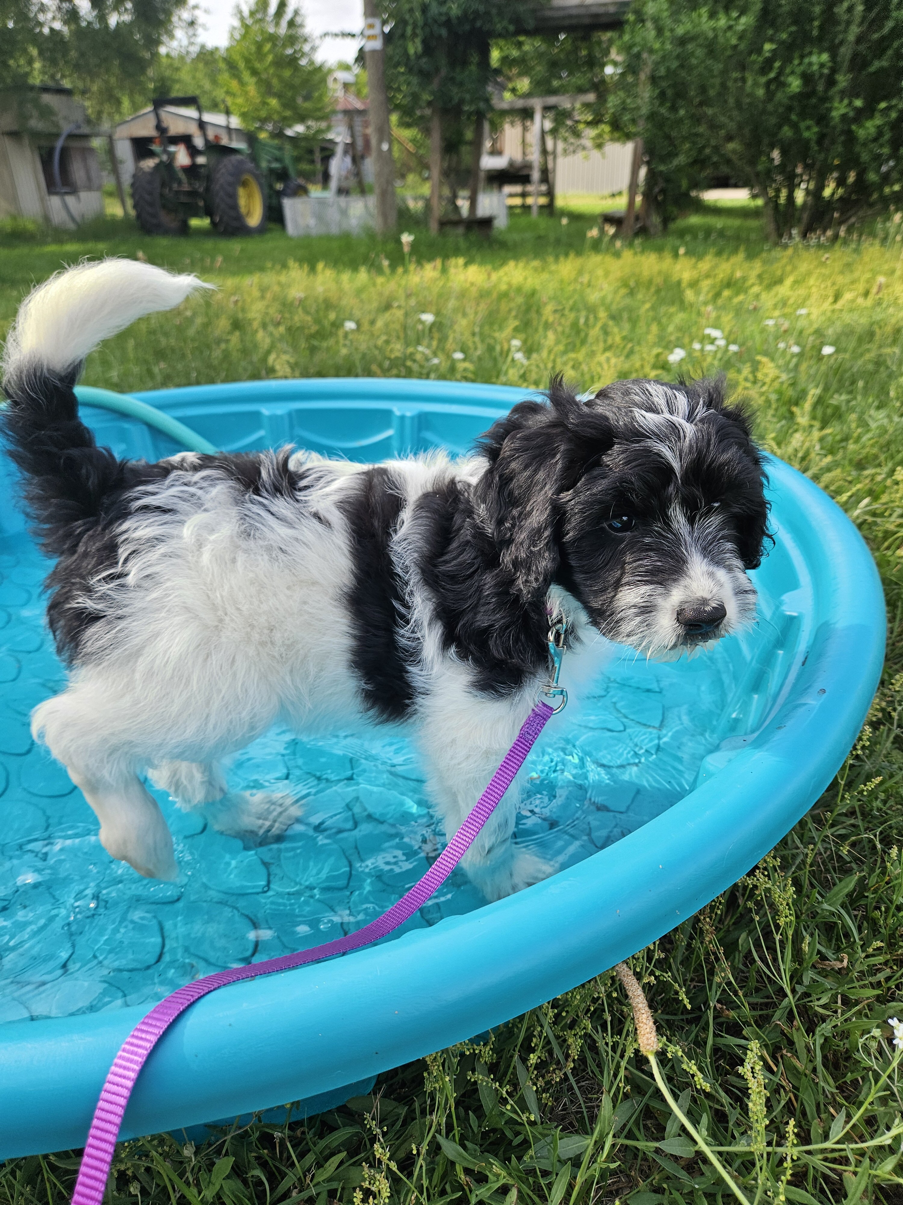 Bordoodle Puppies Looking for Forever Homes image 6