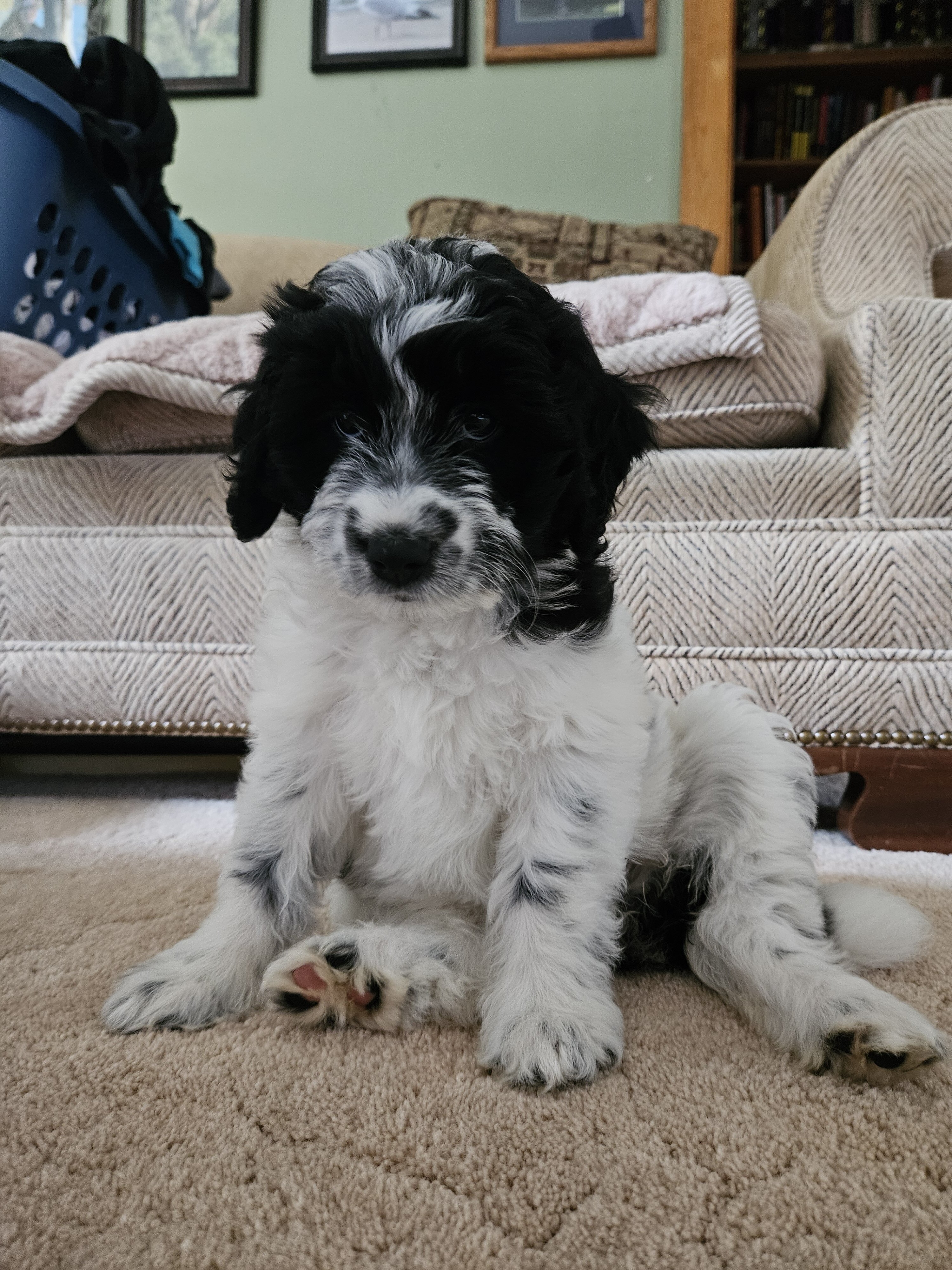 Bordoodle Puppies Looking for Forever Homes image 5