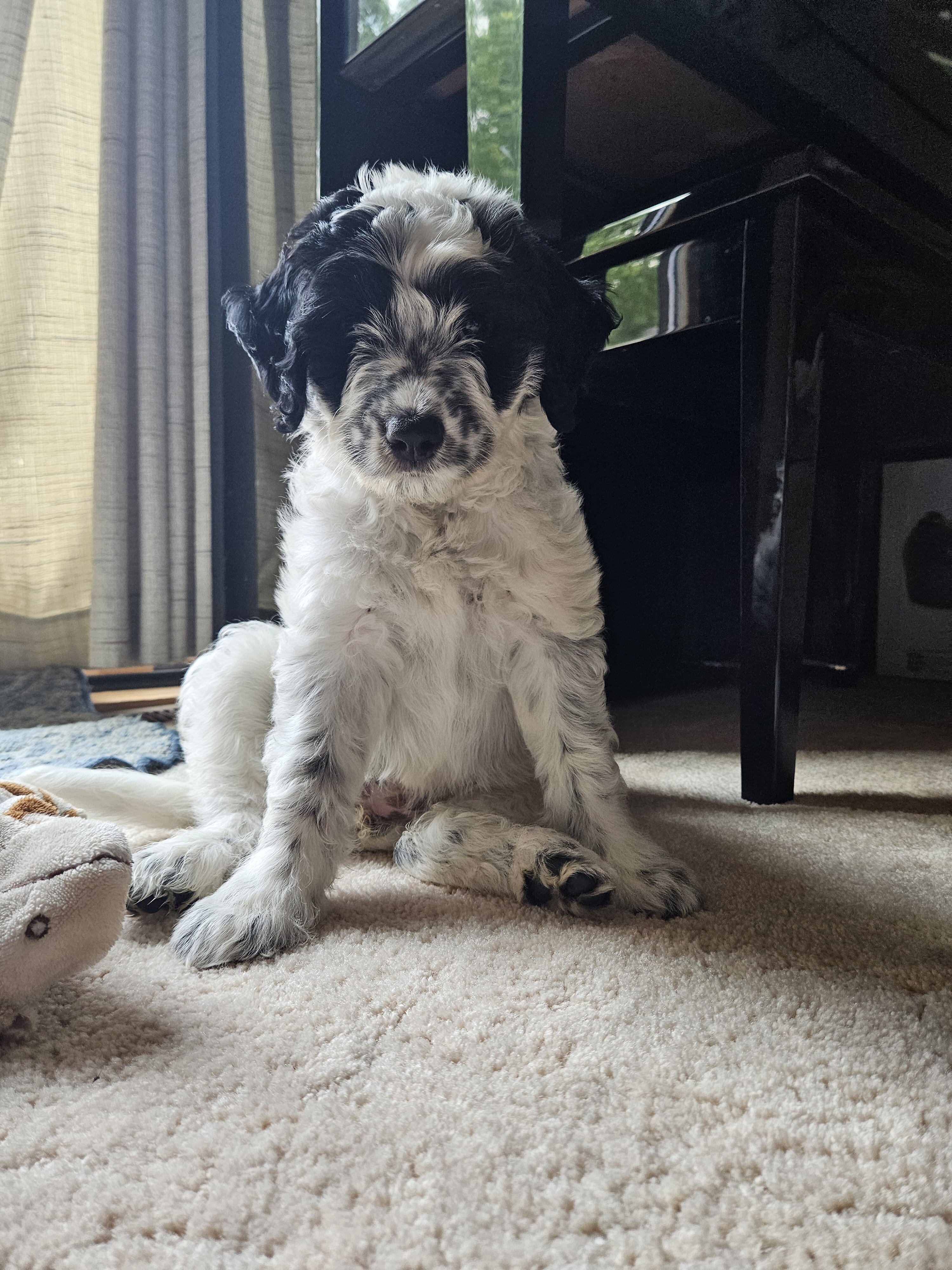Bordoodle Puppies Looking for Forever Homes image 3