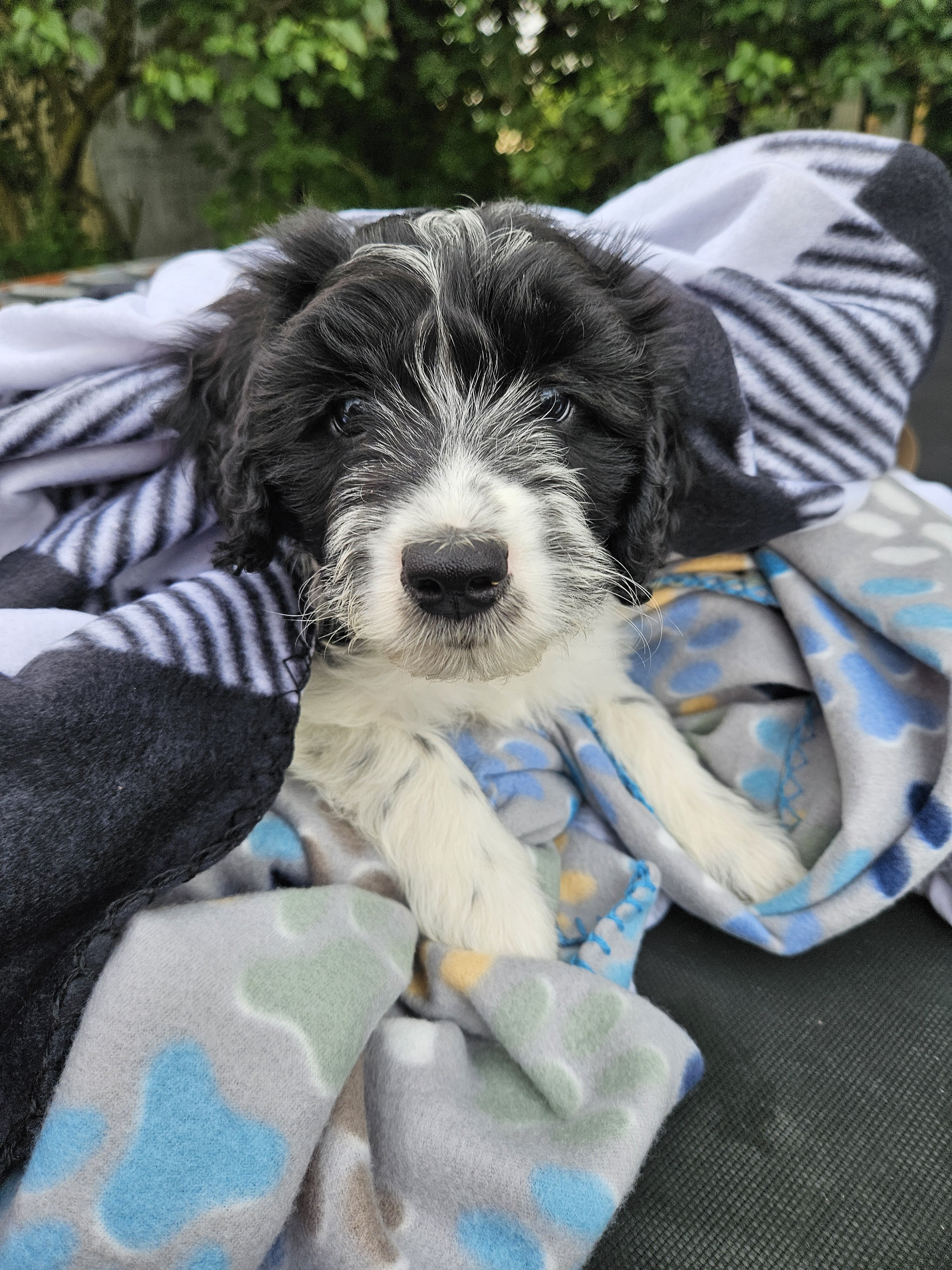 Bordoodle Puppies Looking for Forever Homes image 2