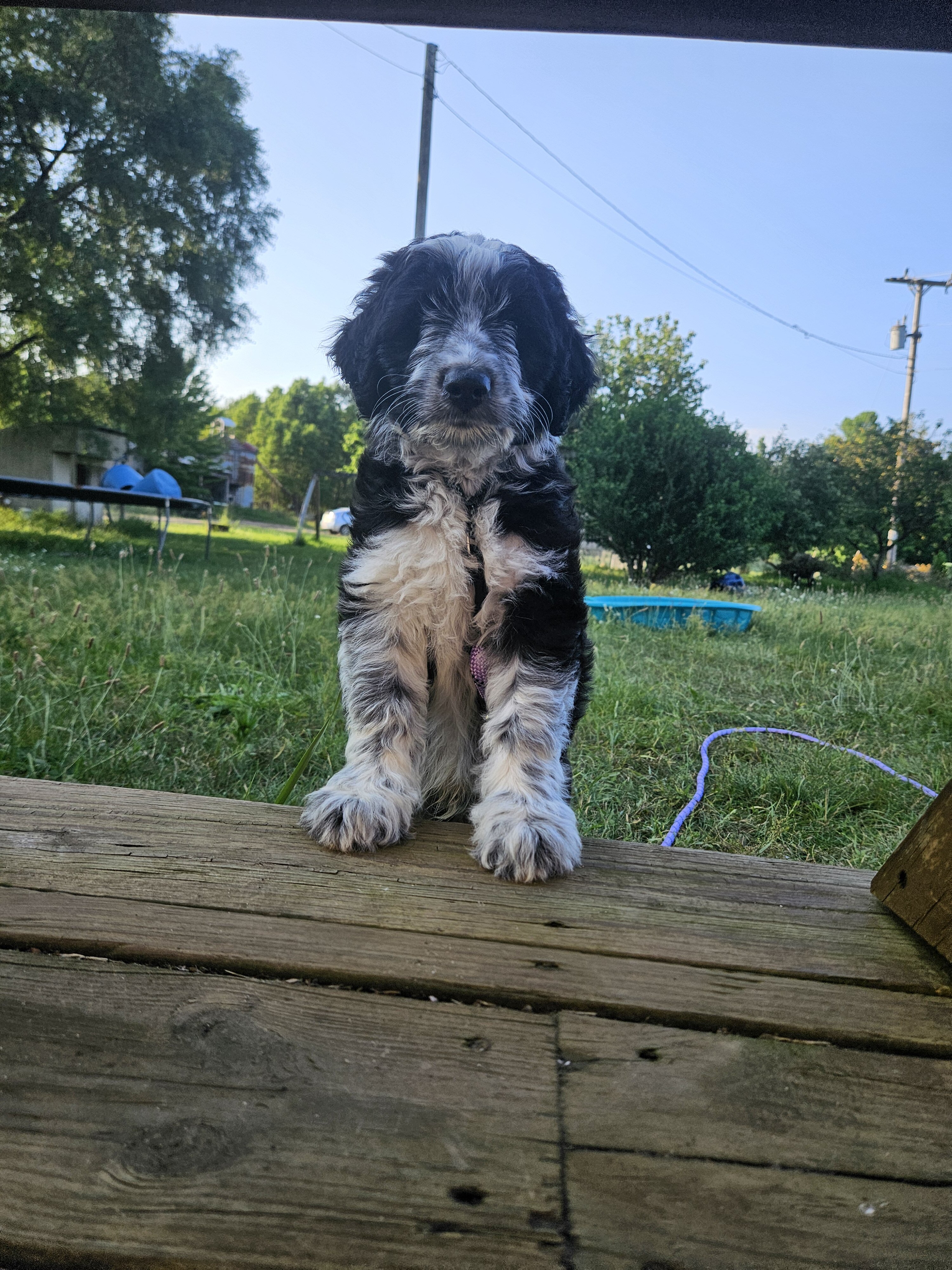 Bordoodle Puppies Looking for Forever Homes image 4