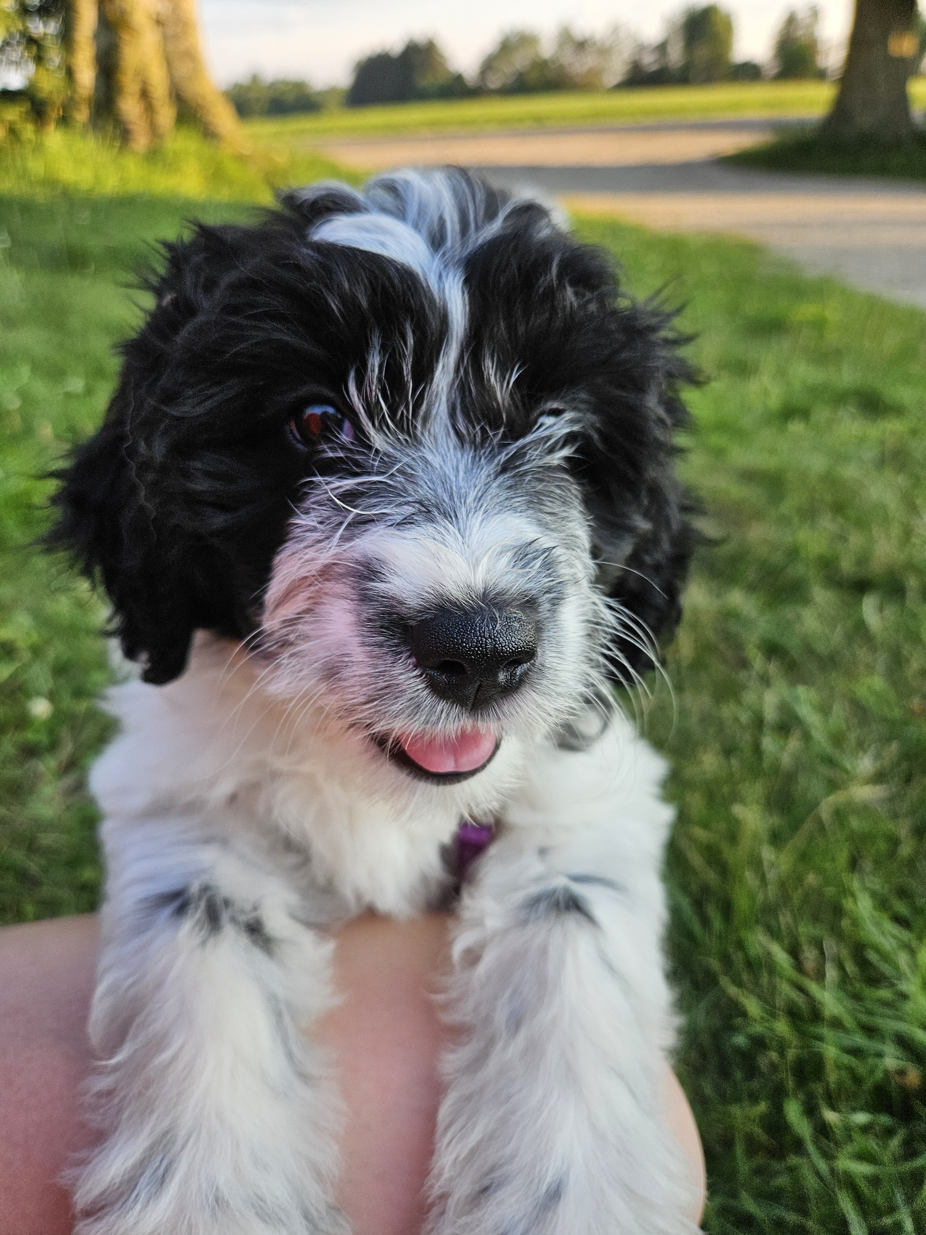 Bordoodle Puppies Looking for Forever Homes image 1