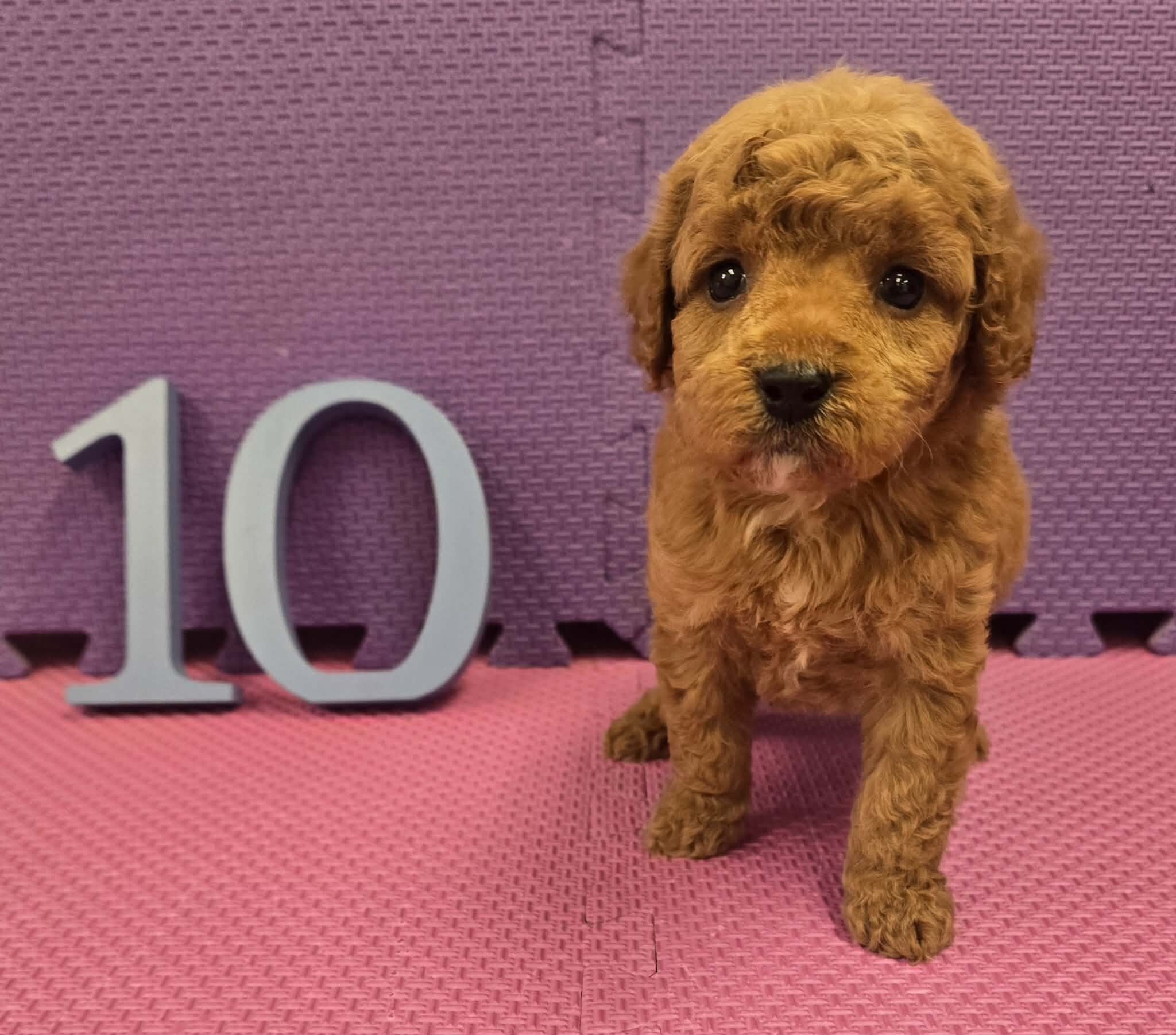 Cockapoo Puppies! image 5
