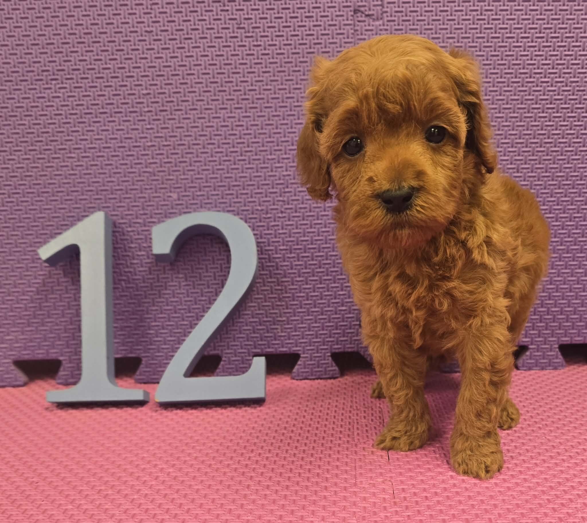 Cockapoo Puppies! image 6