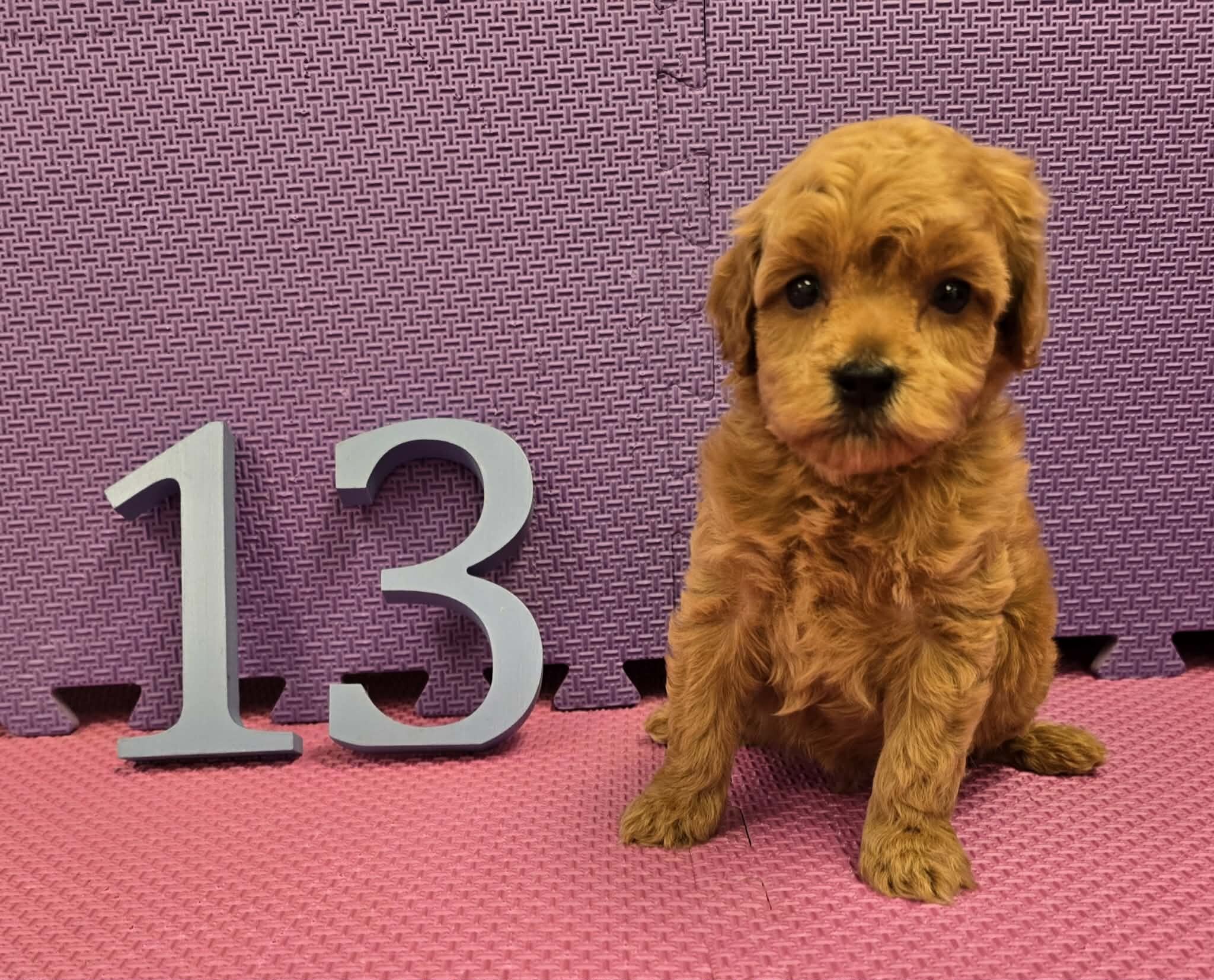 Cockapoo Puppies! image 7