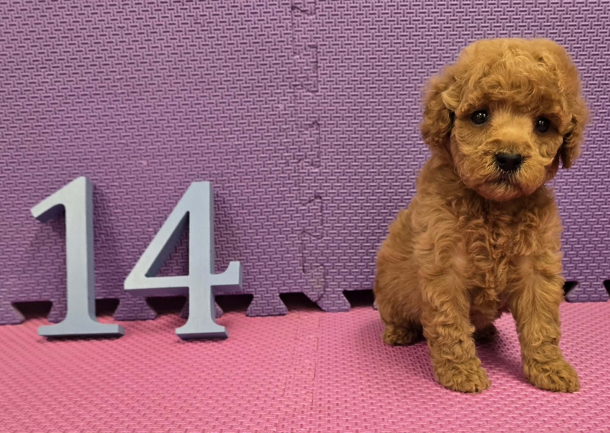 Cockapoo Puppies! image 8