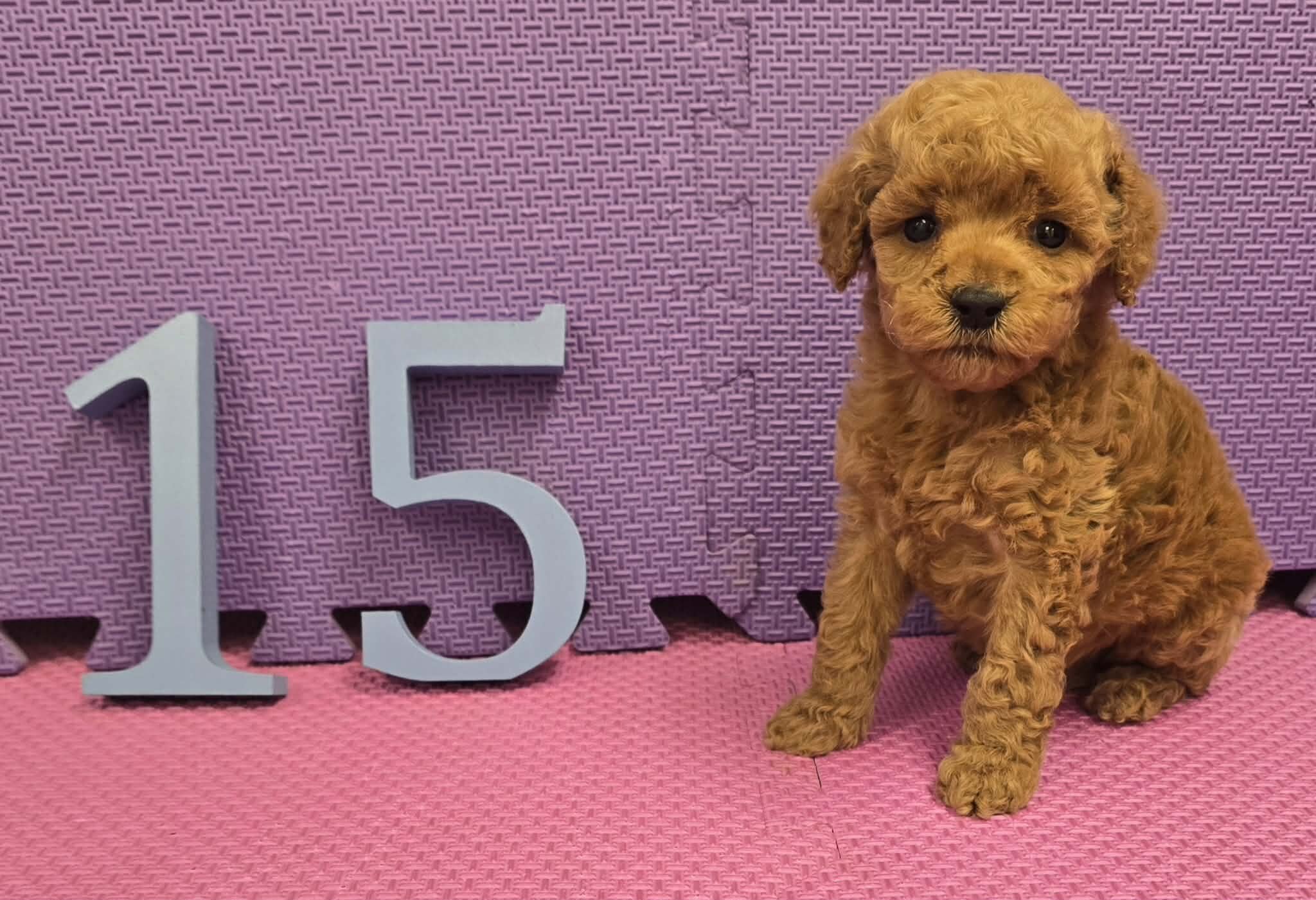Cockapoo Puppies! image 9