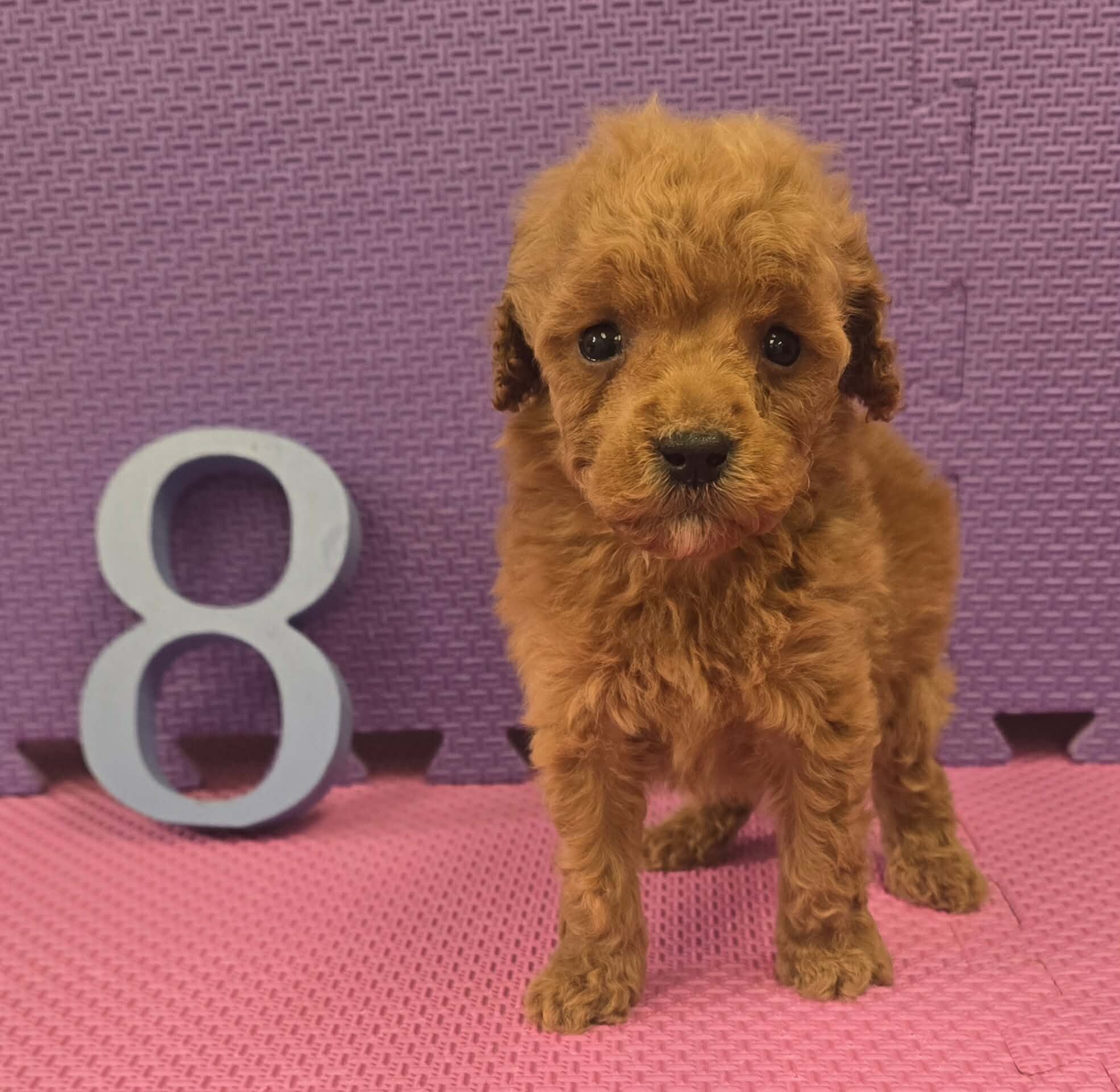 Cockapoo Puppies! image 3