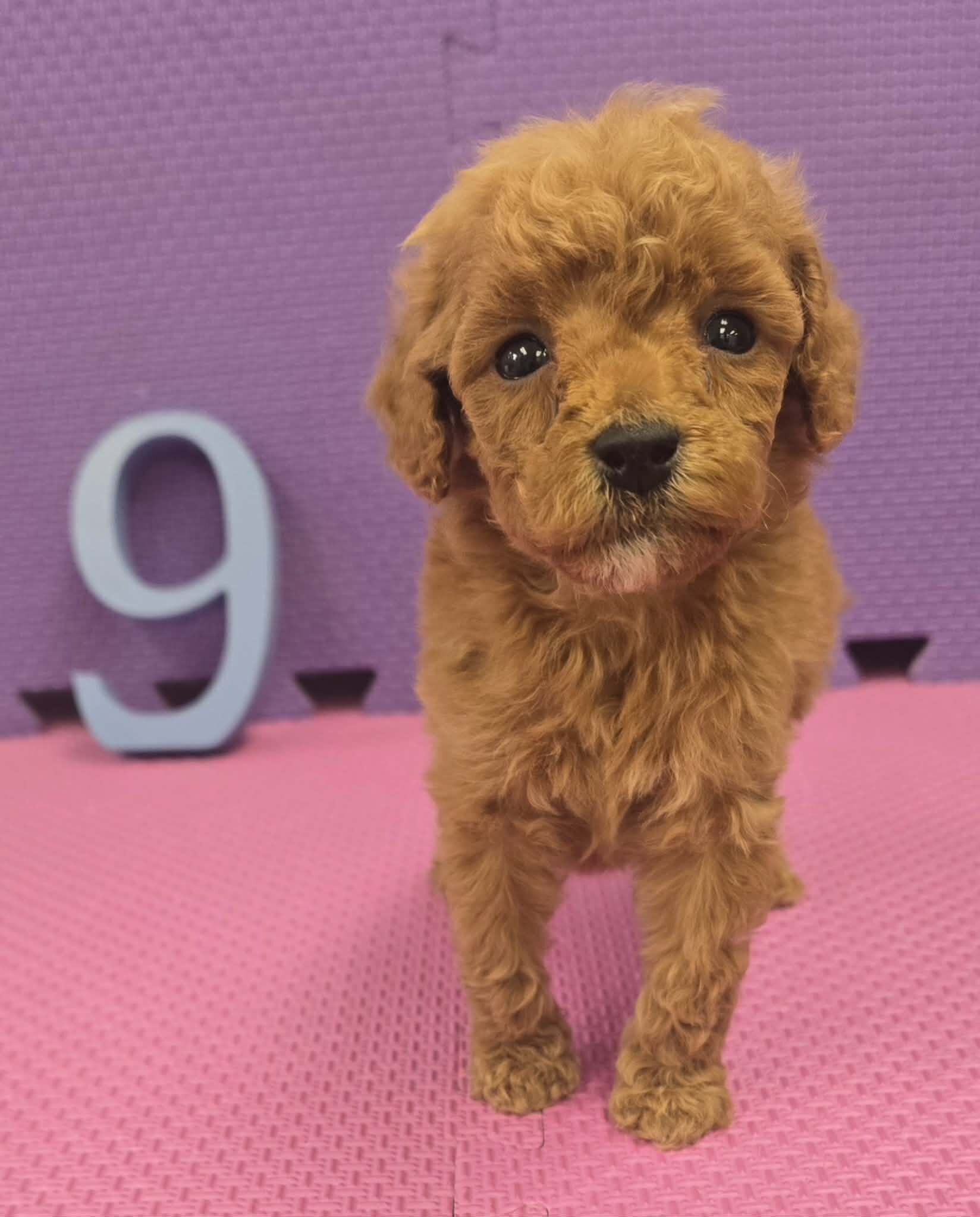 Cockapoo Puppies! image 4