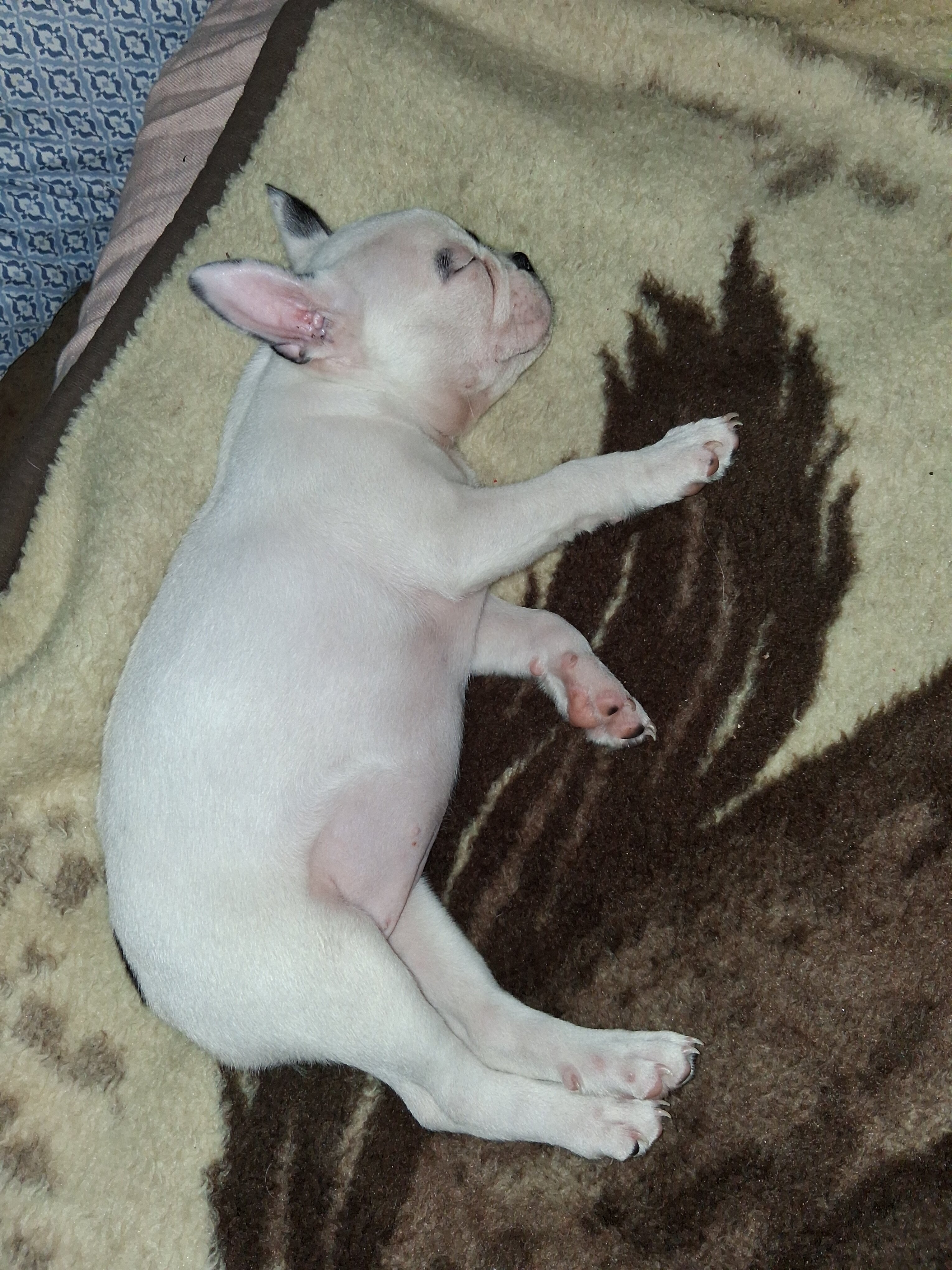 Frencton Puppies (French Bulldog/Boston Terrier) image 1