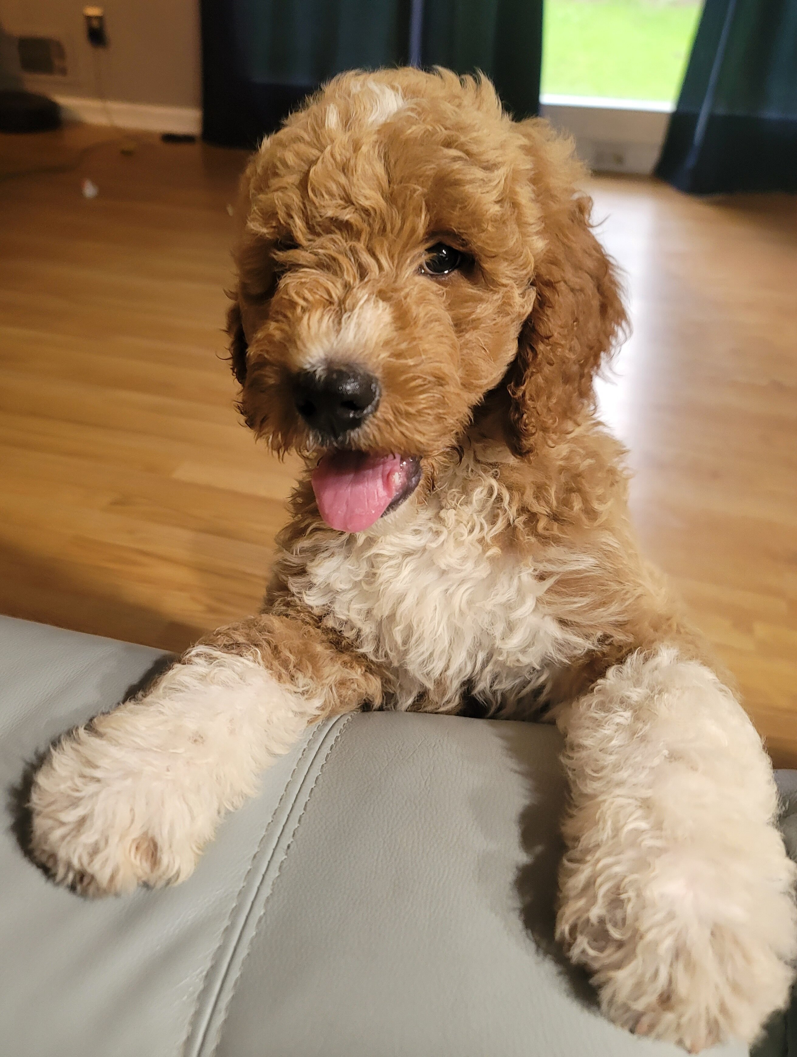 Goldendoodles image 3