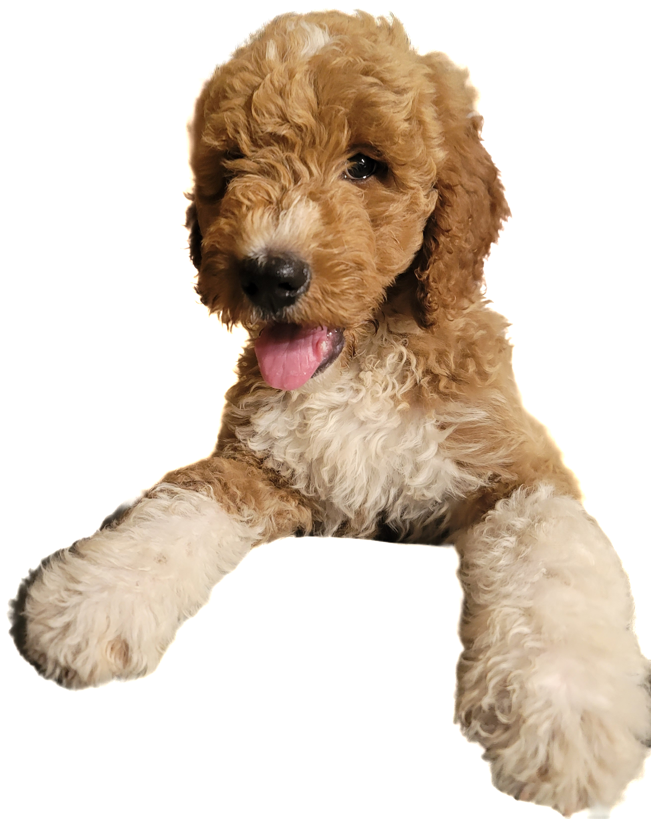 Goldendoodles image 2