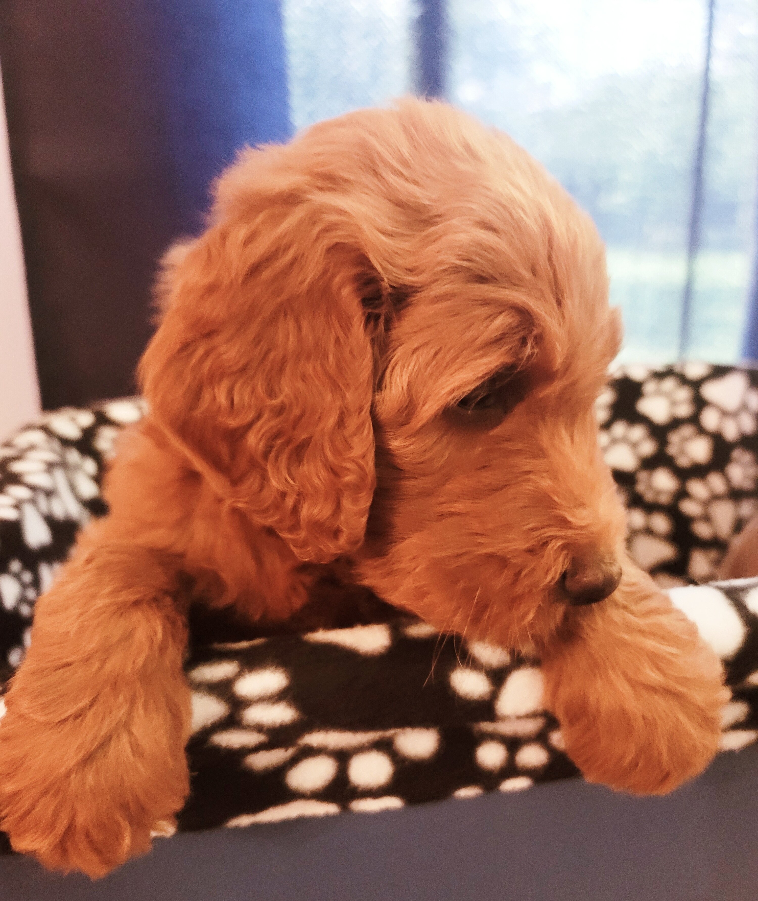 Goldendoodles image 10