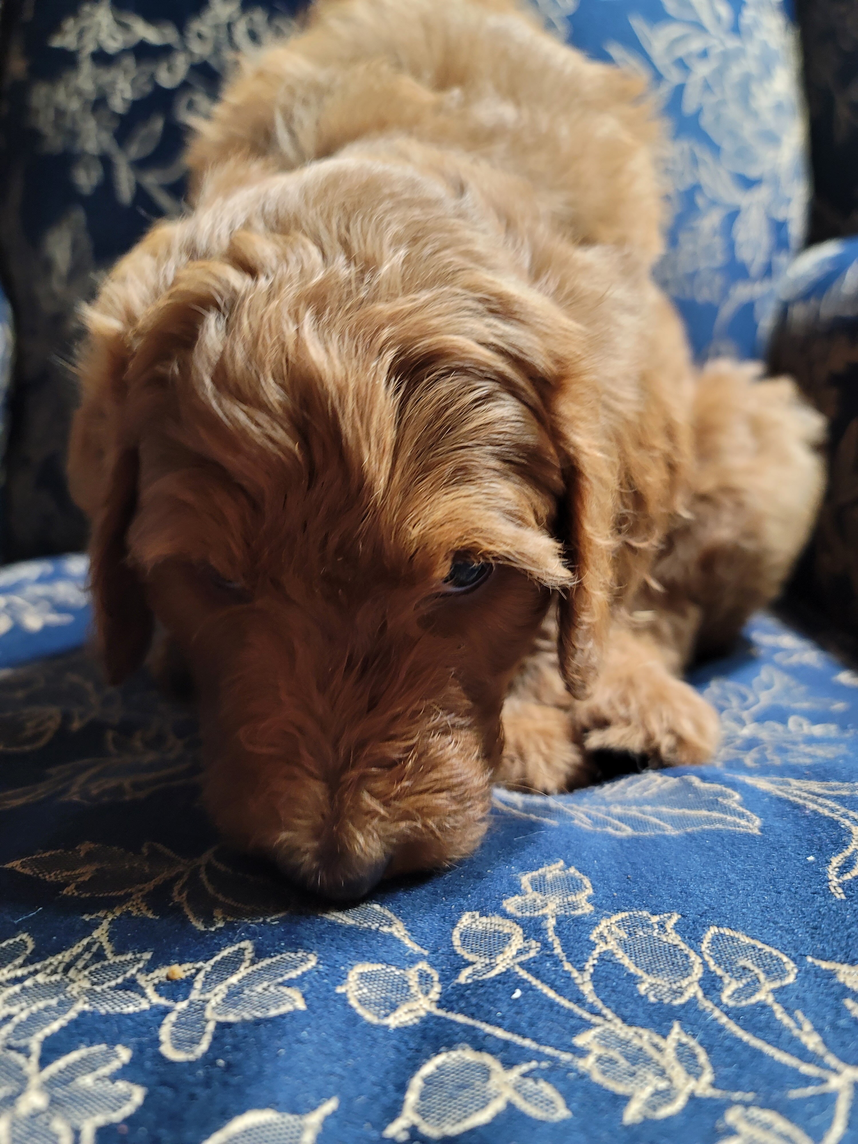 Goldendoodles image 7