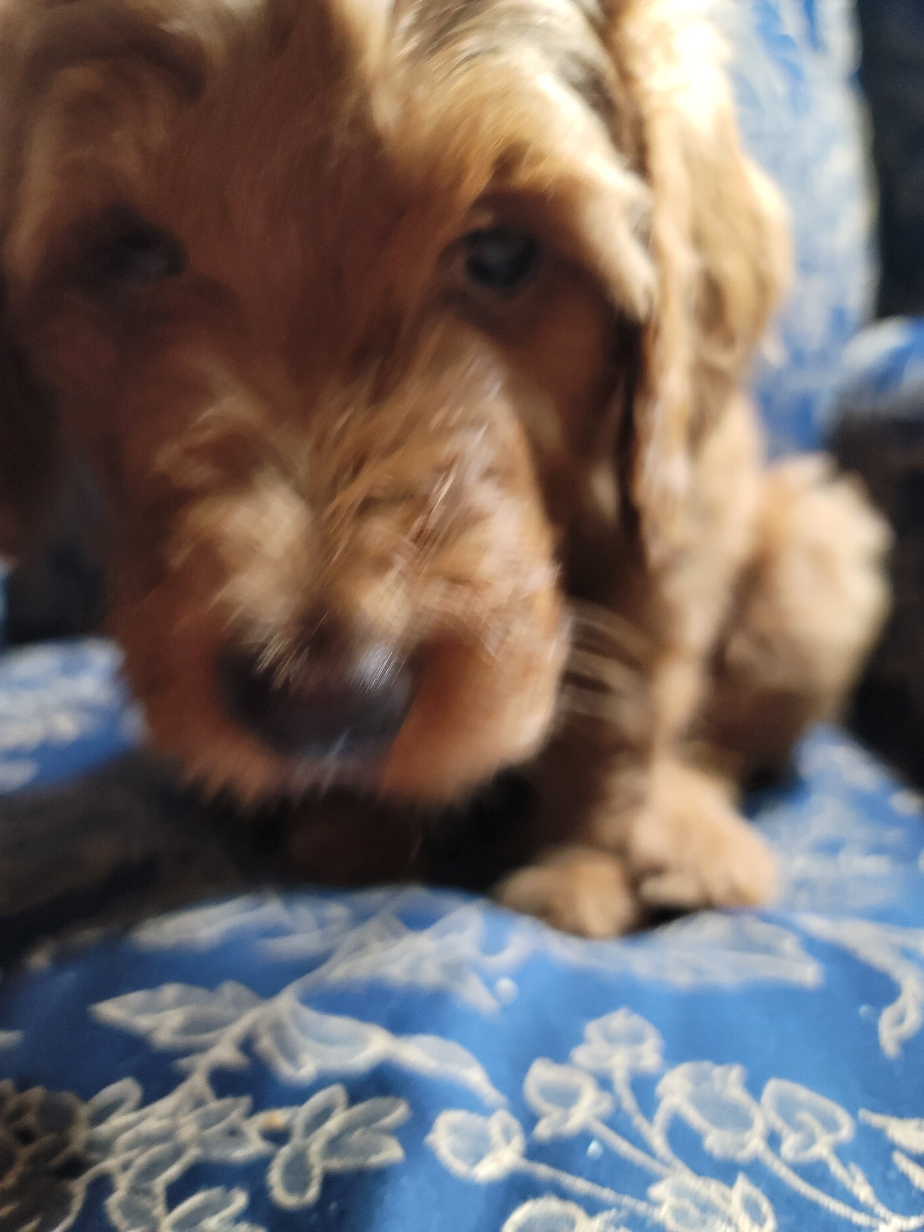 Goldendoodles image 8