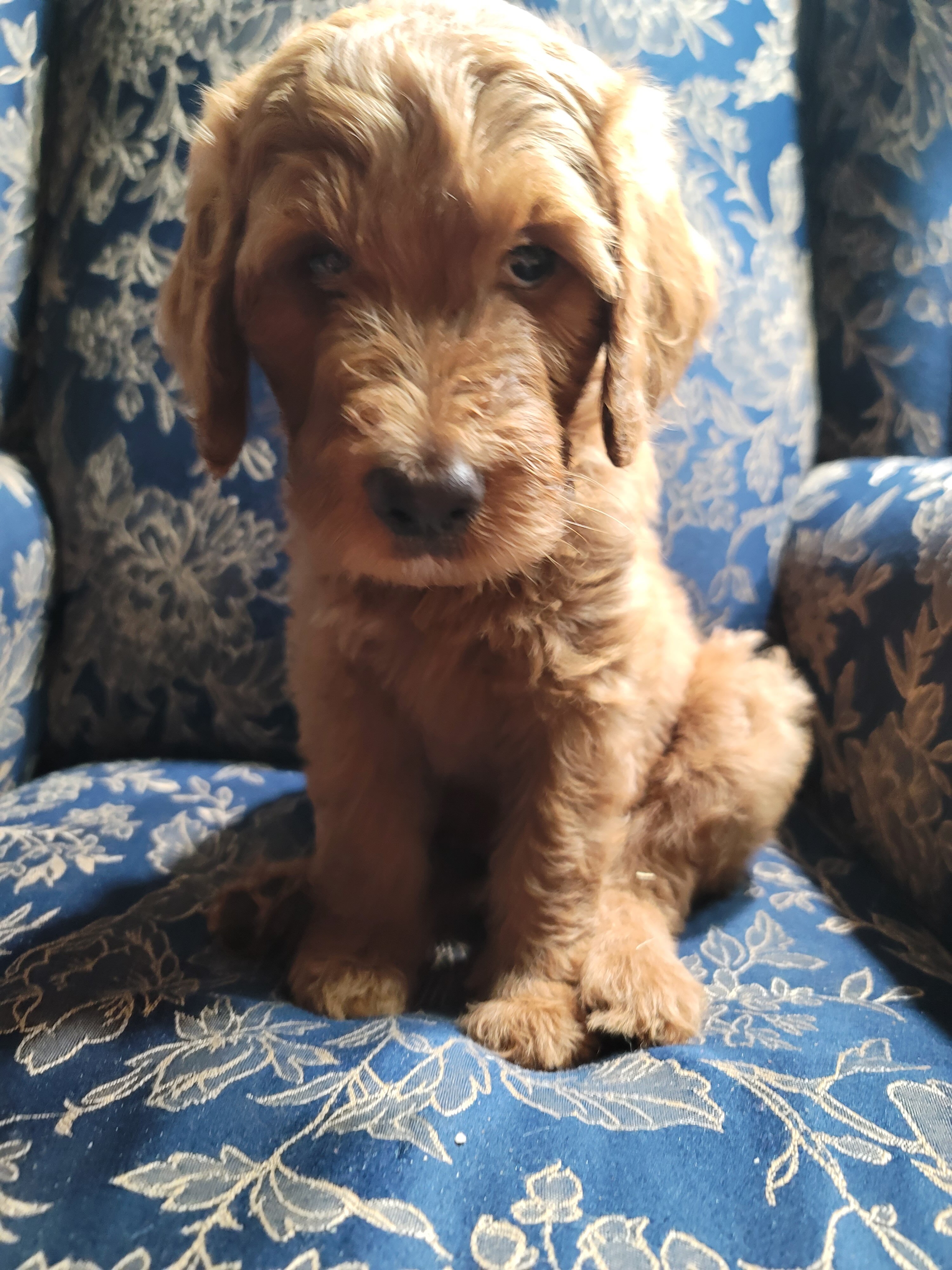 Goldendoodles image 6