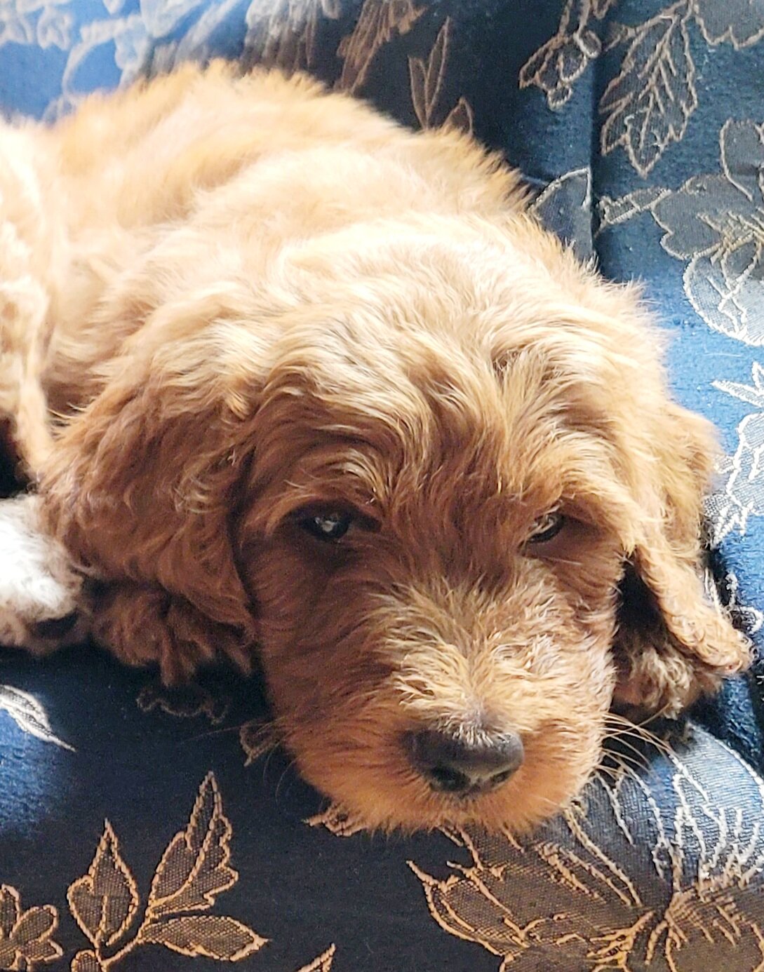 Goldendoodles image 5