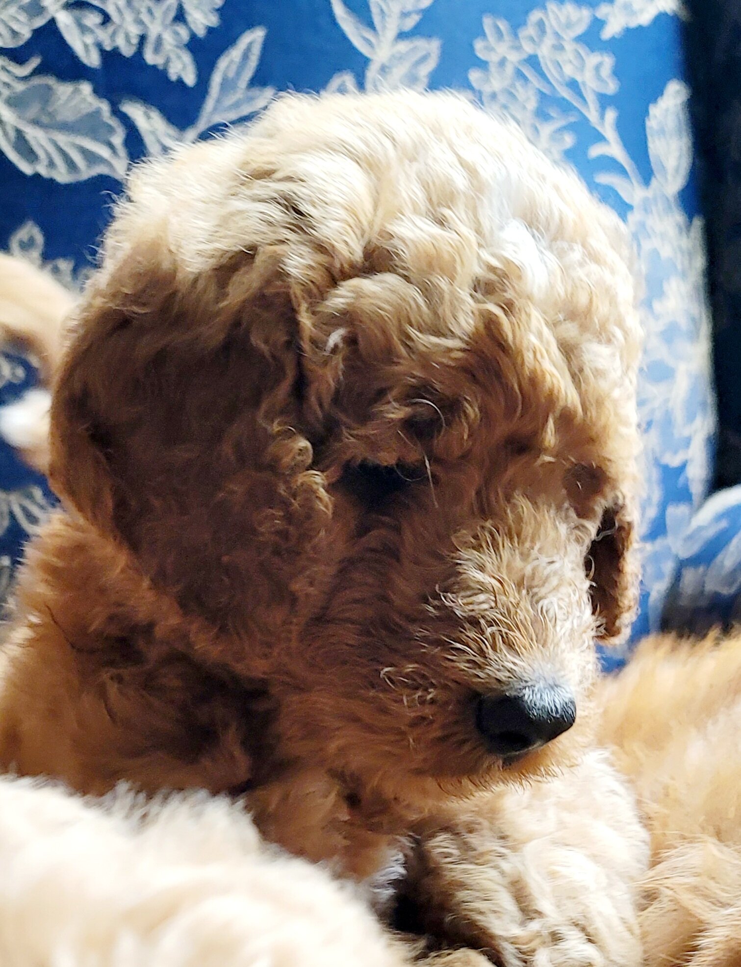 Goldendoodles image 4