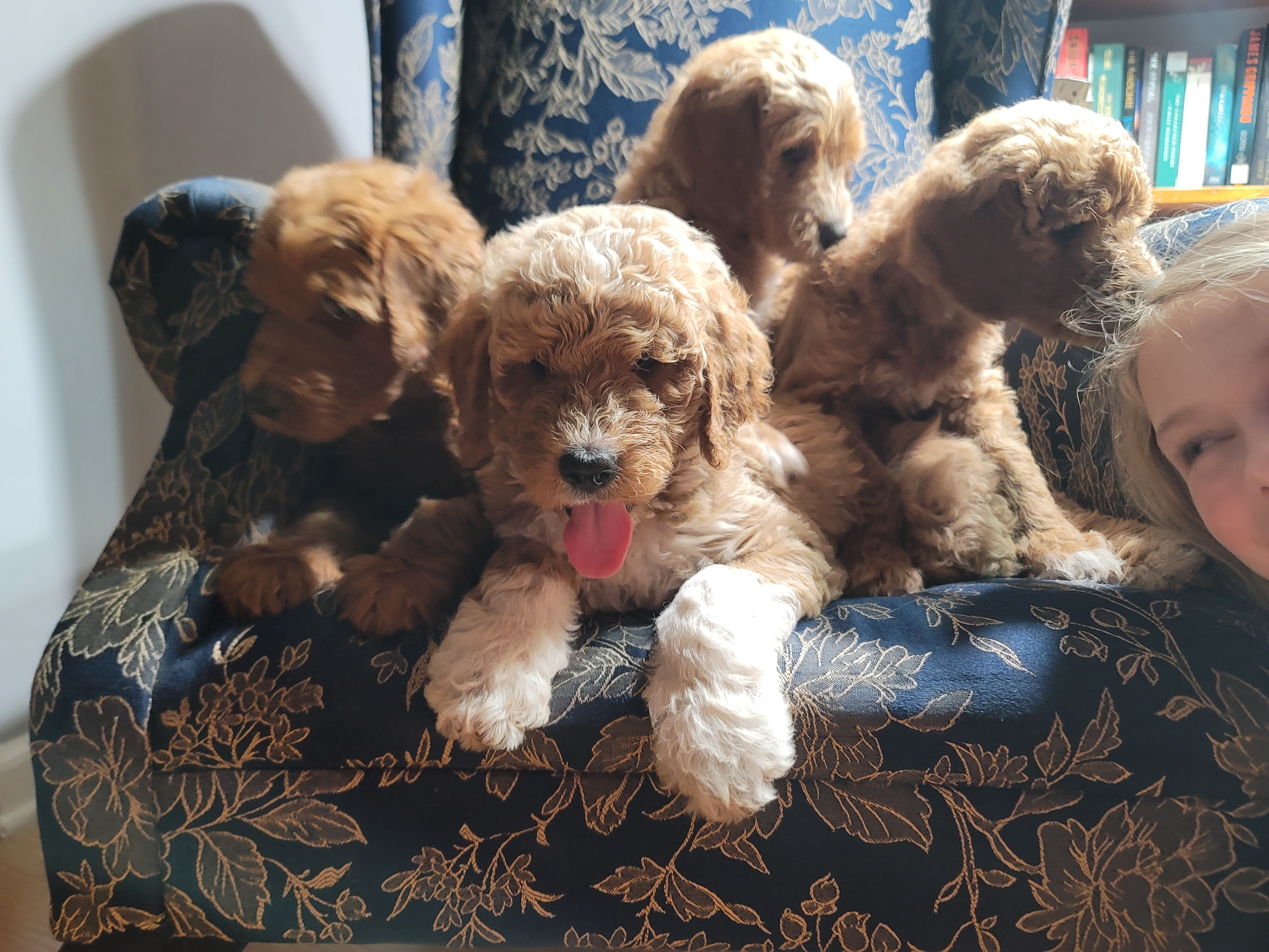 Goldendoodles image 1