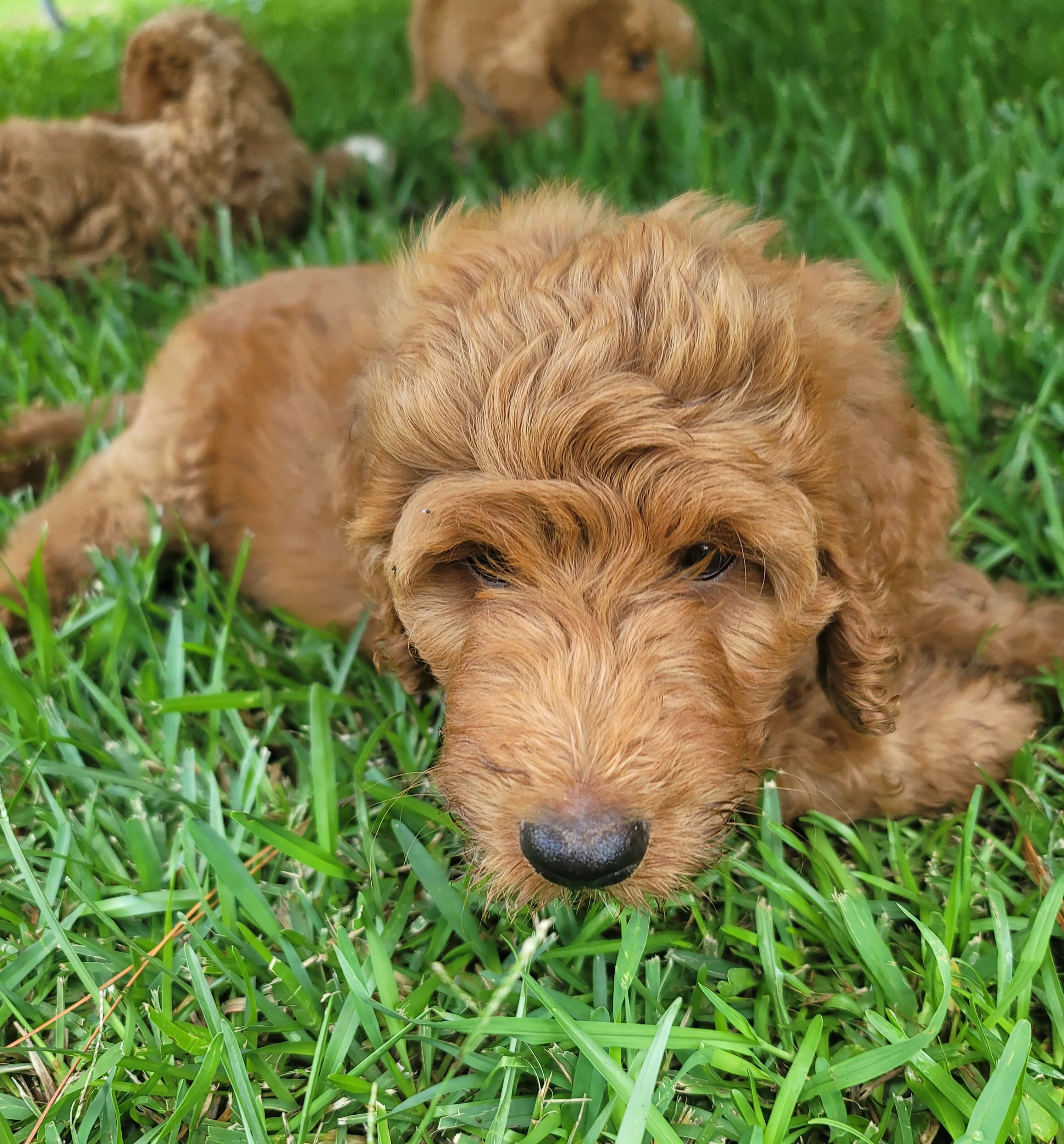 Goldendoodles image 9