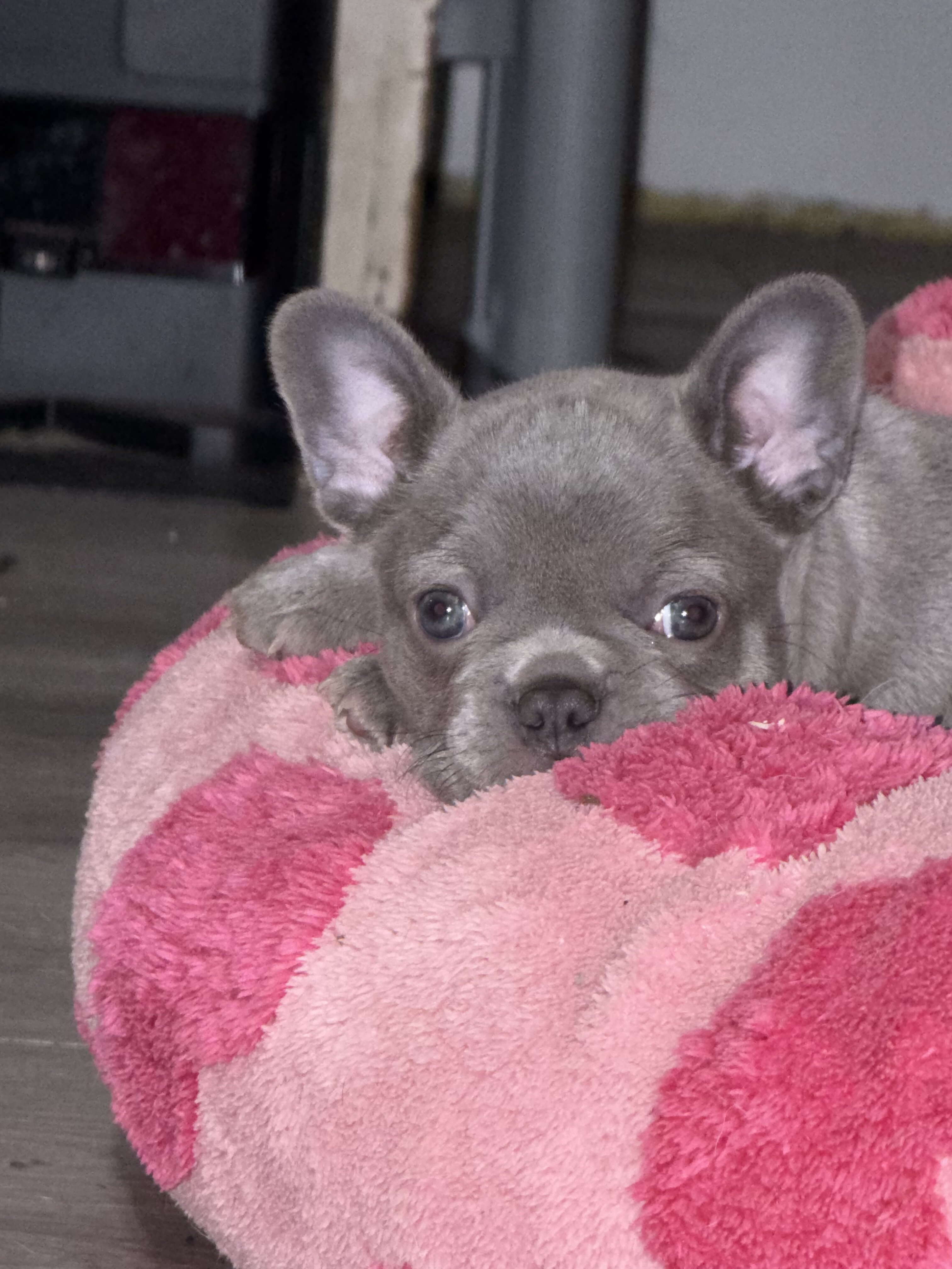 Akc lilac female French bulldog image 2