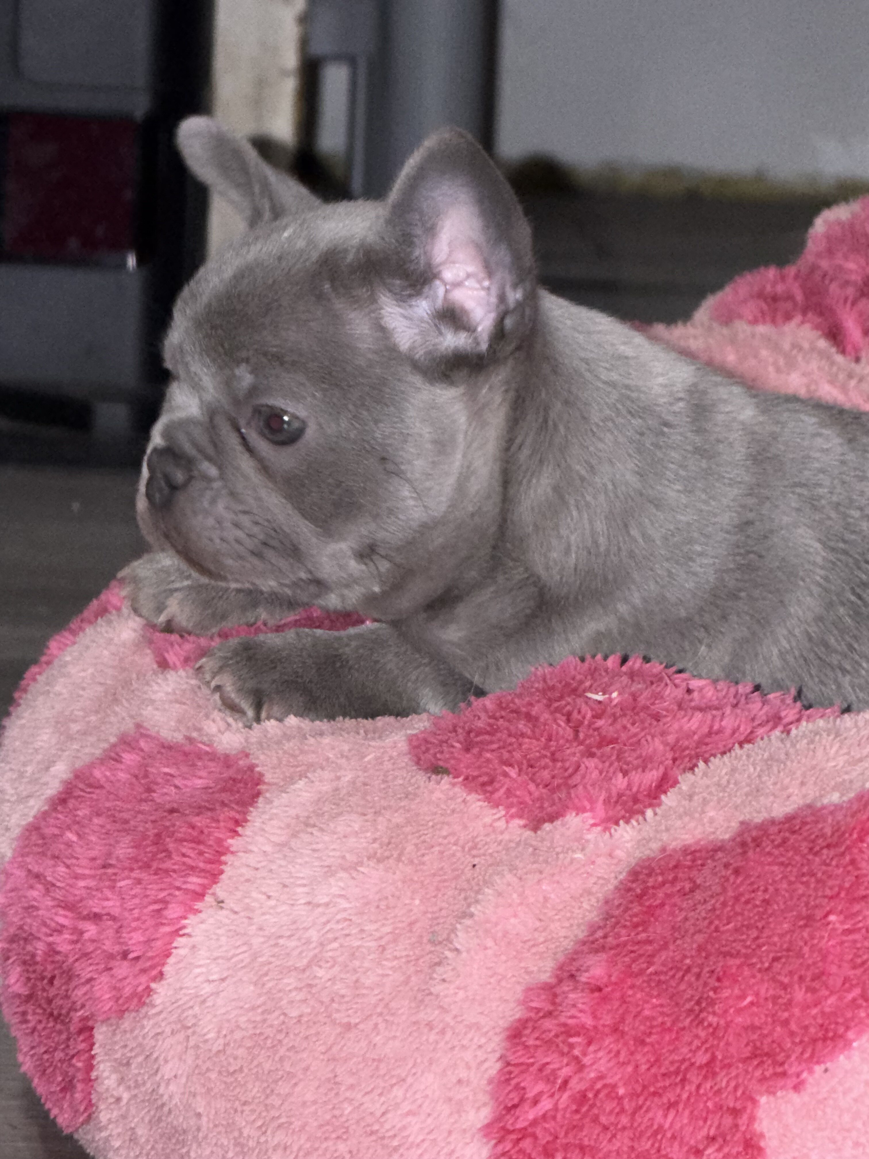 Akc lilac female French bulldog image 1