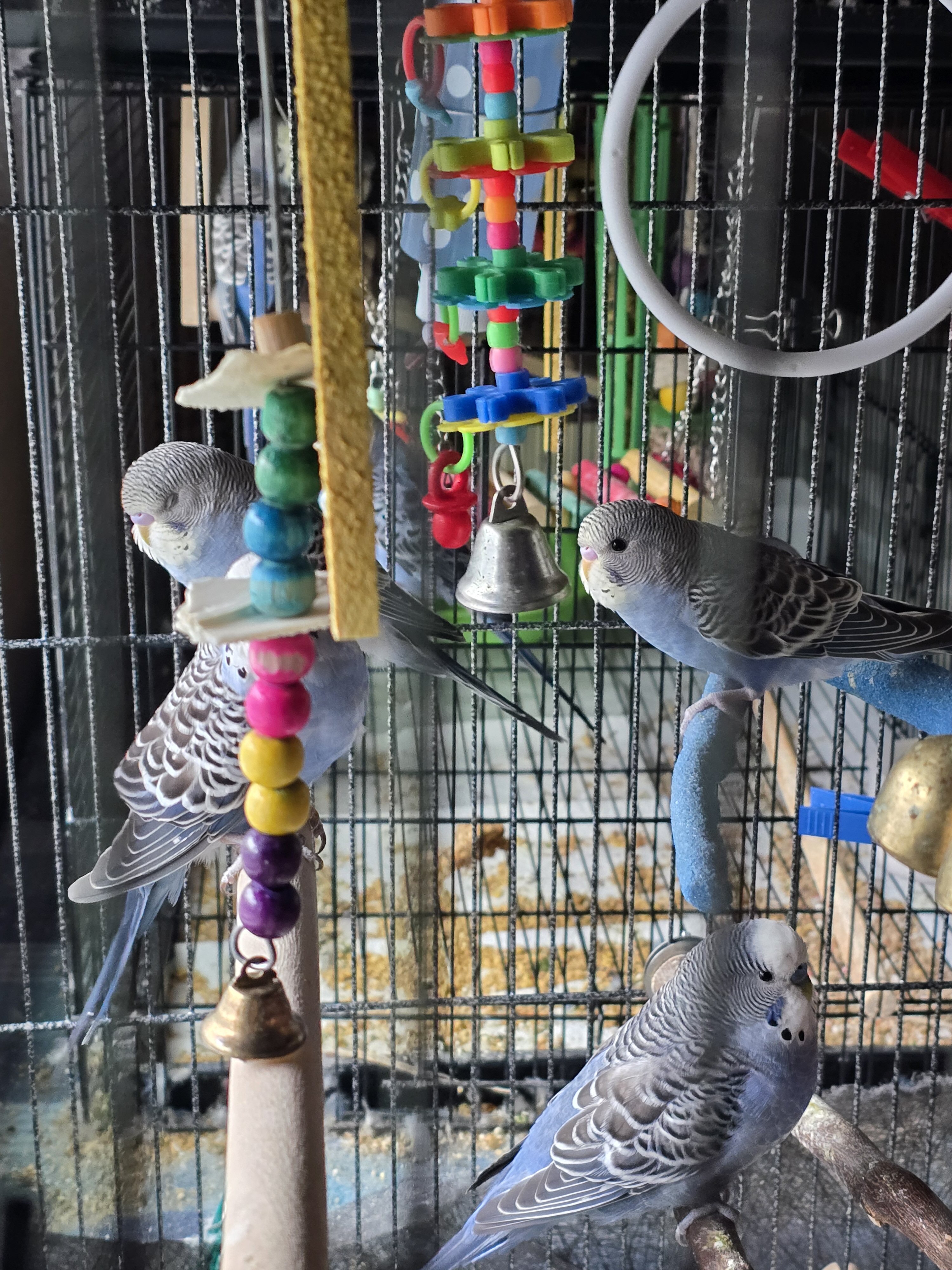 5 female blue parakeets image 1