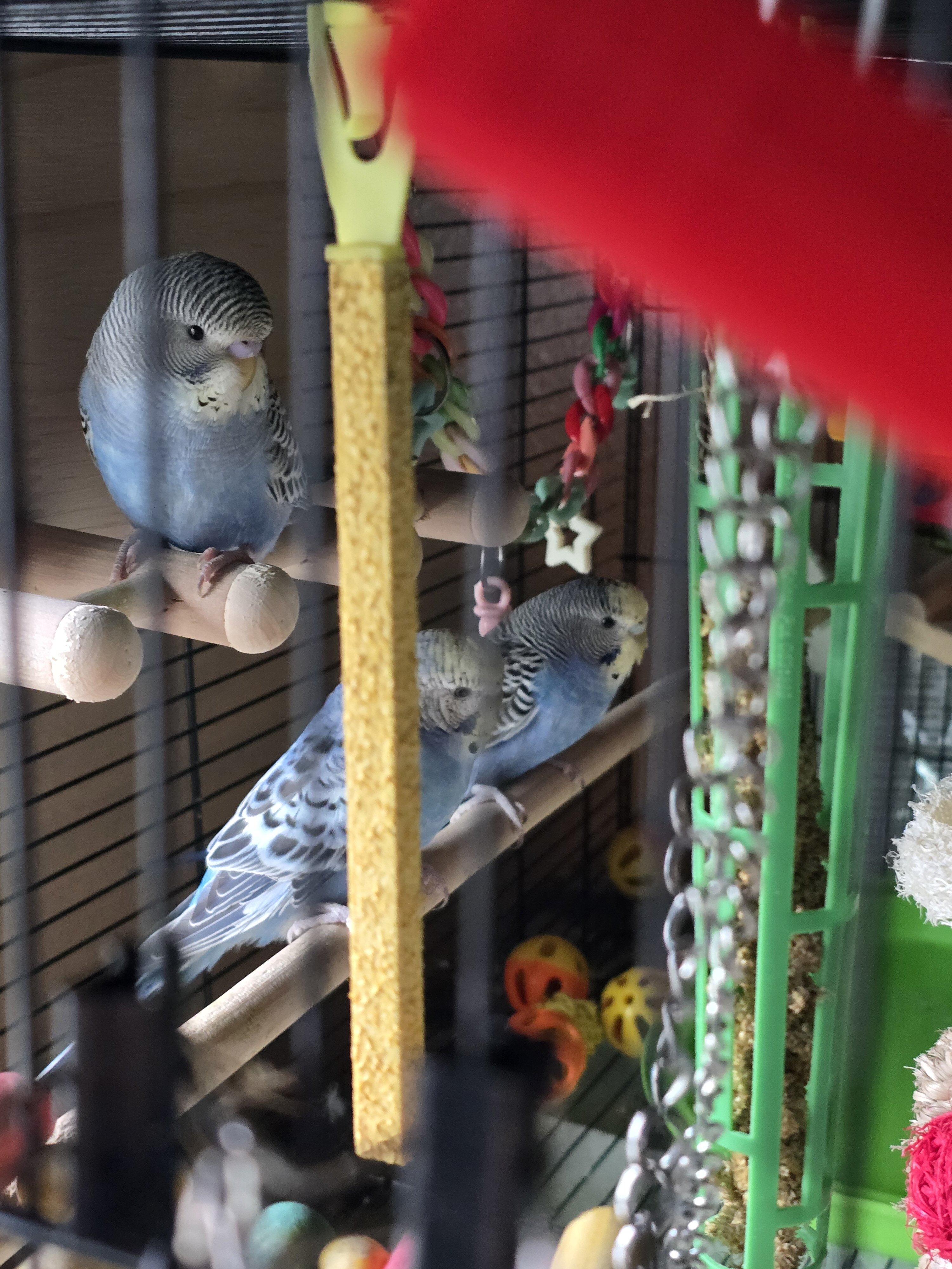 5 female blue parakeets image 2