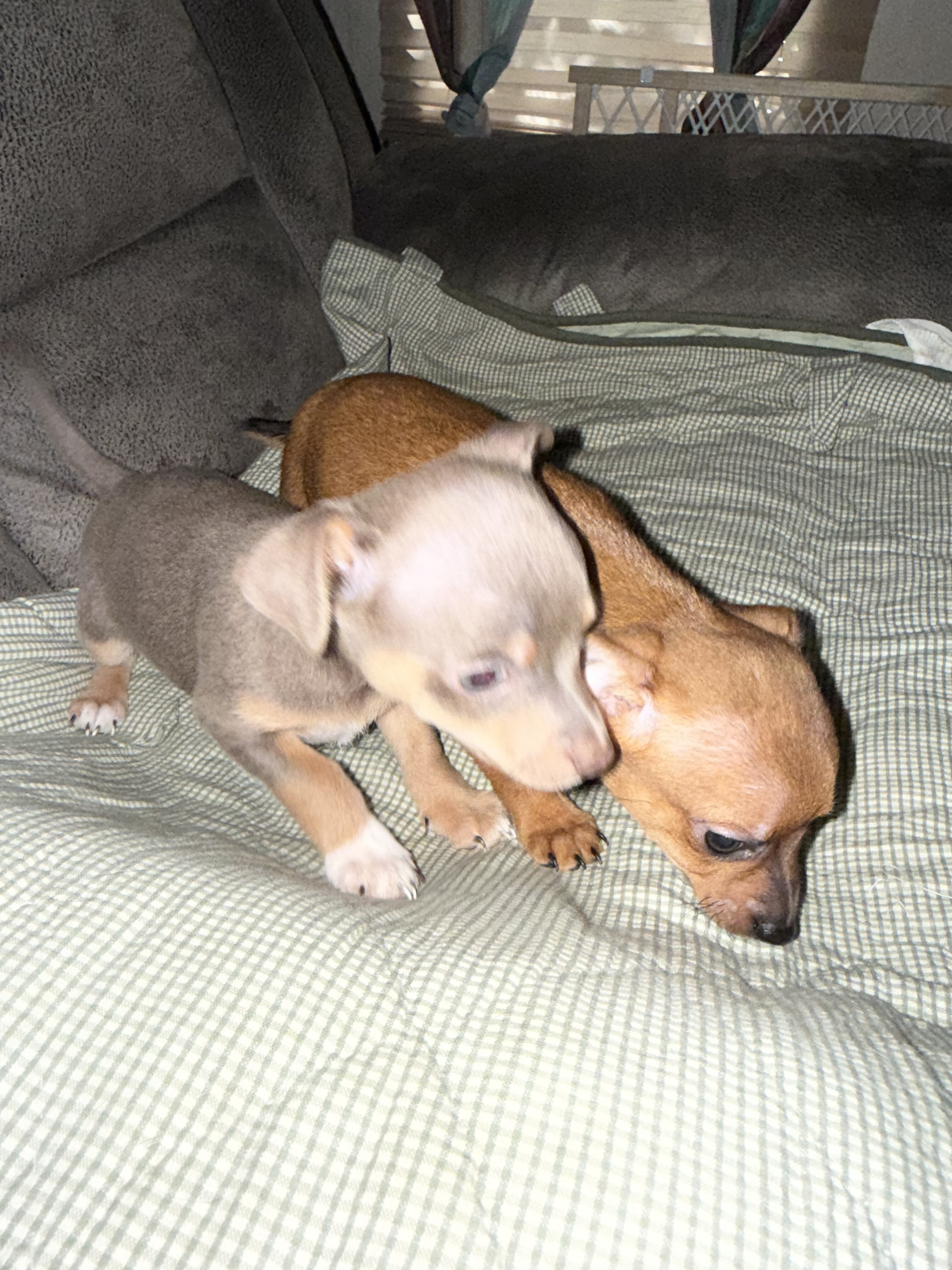 Chihuahuas image 5