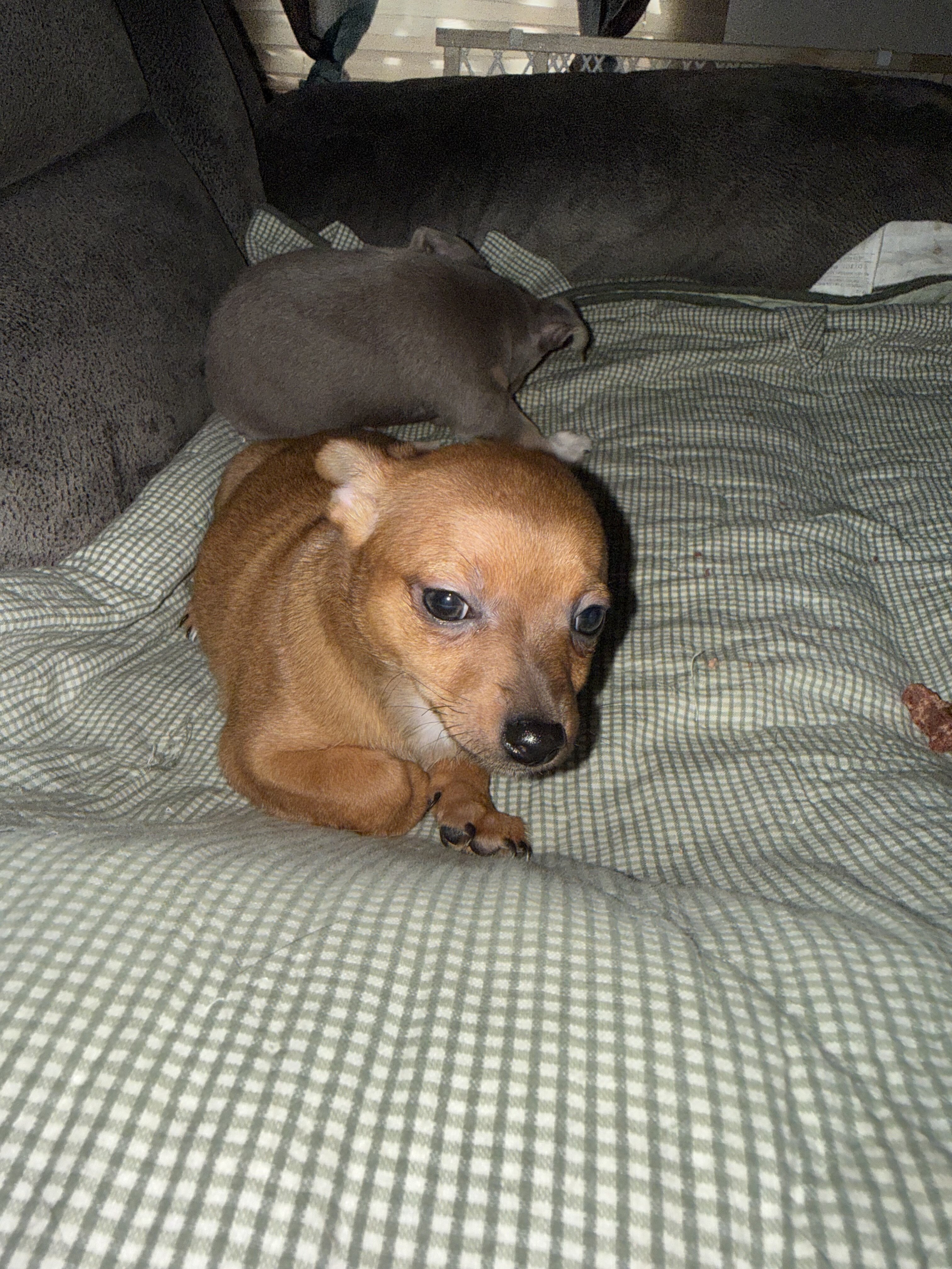Chihuahuas image 4