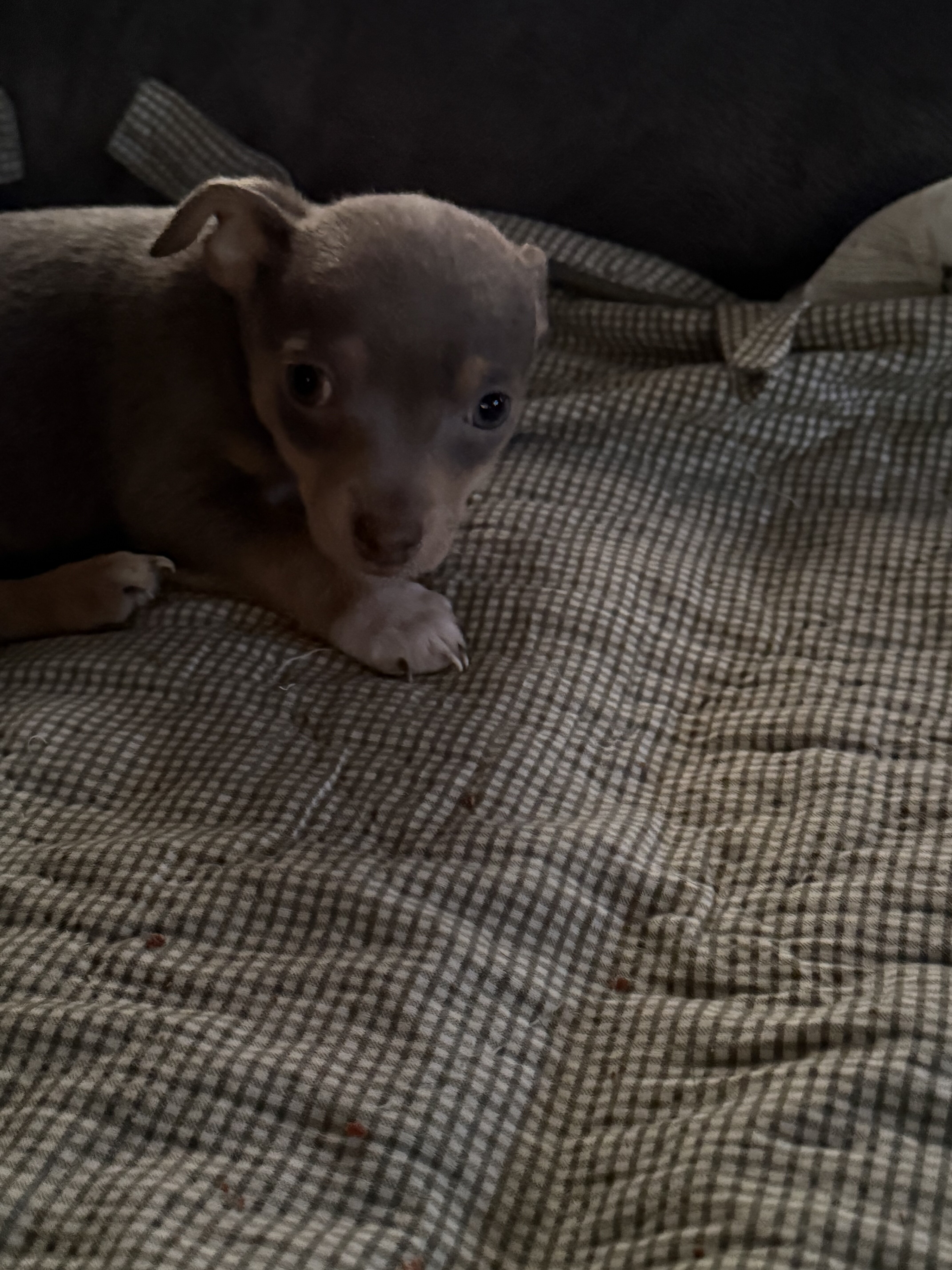 Chihuahuas image 3