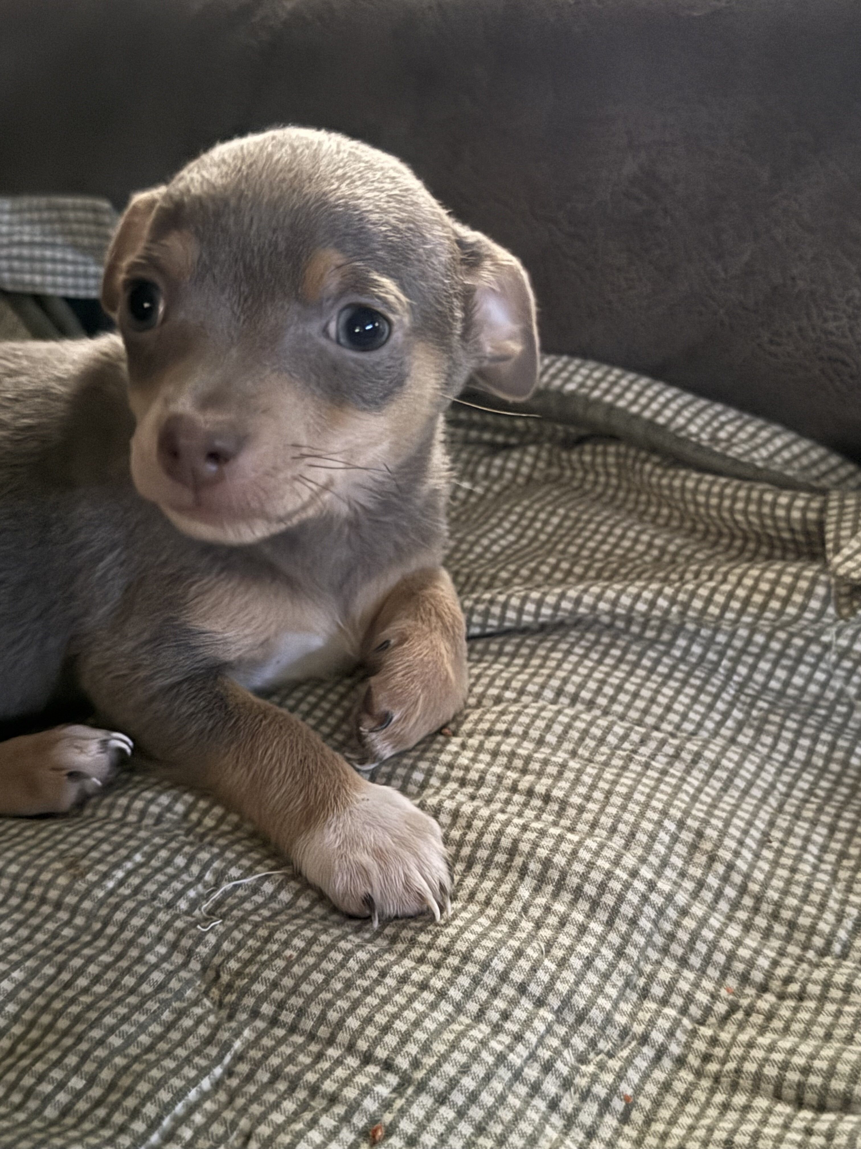 Chihuahuas image 2