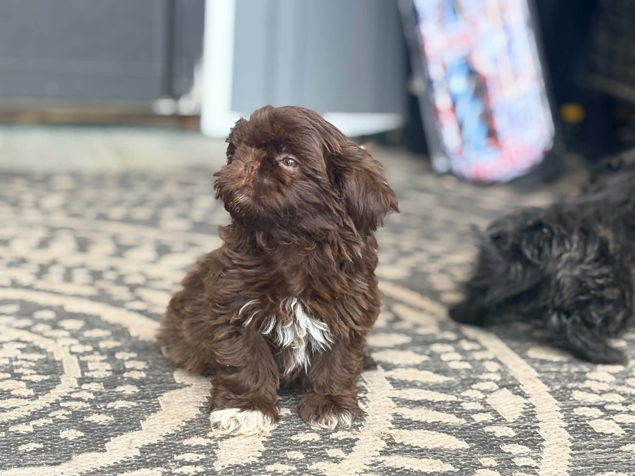 Shih Tzu image 2