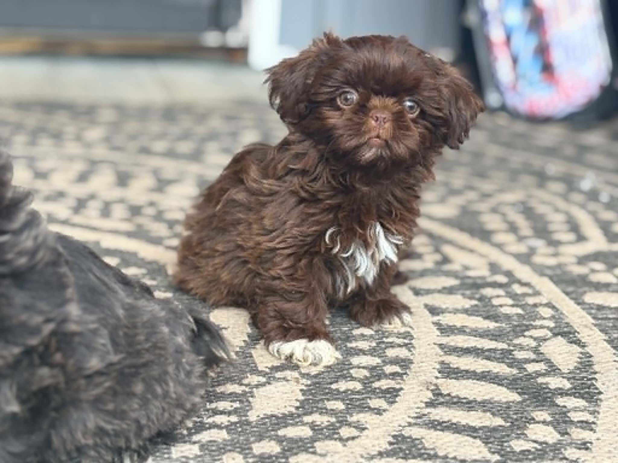 Shih Tzu image 4