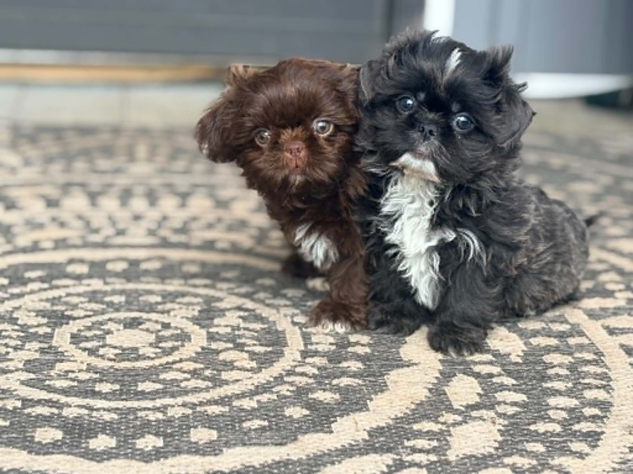 Shih Tzu image 5