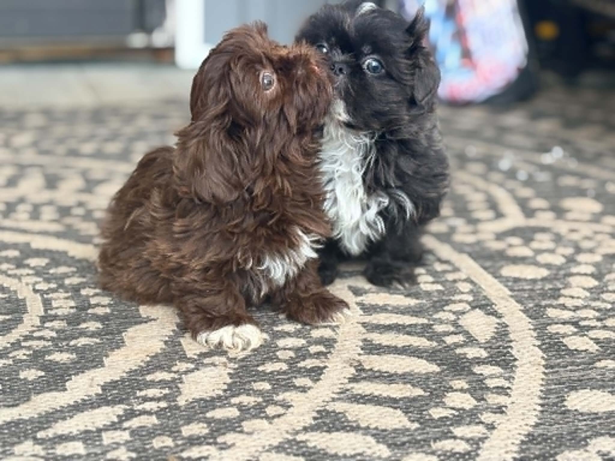 Shih Tzu image 3