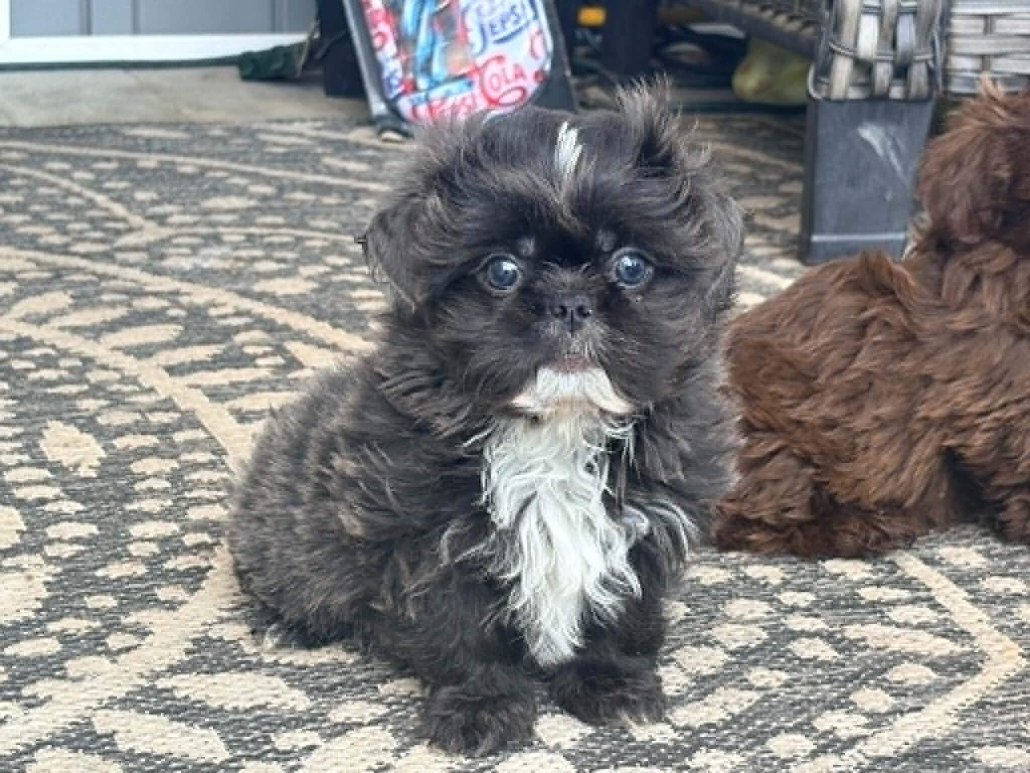 Shih Tzu image 1