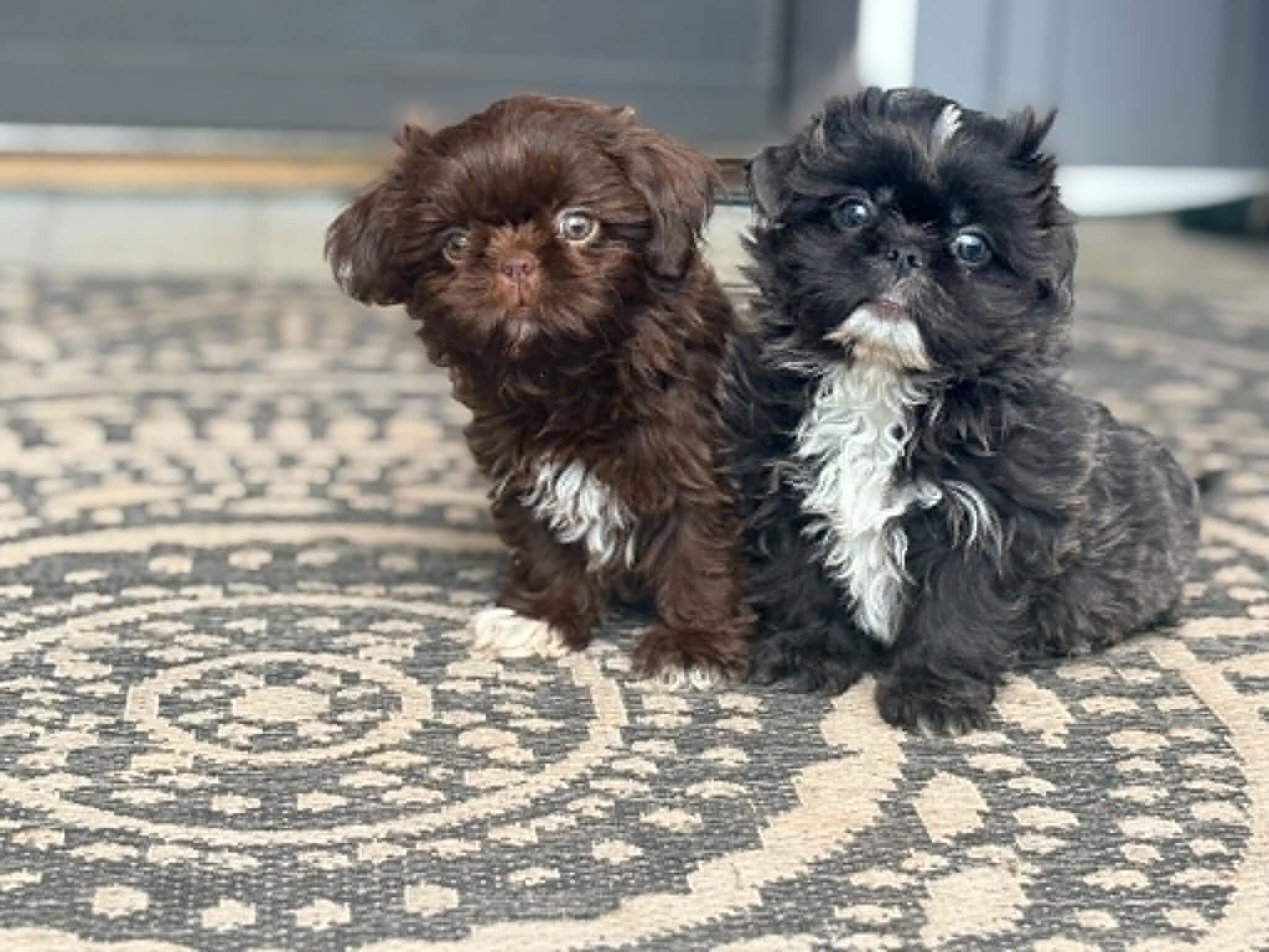 Shih Tzu image 6