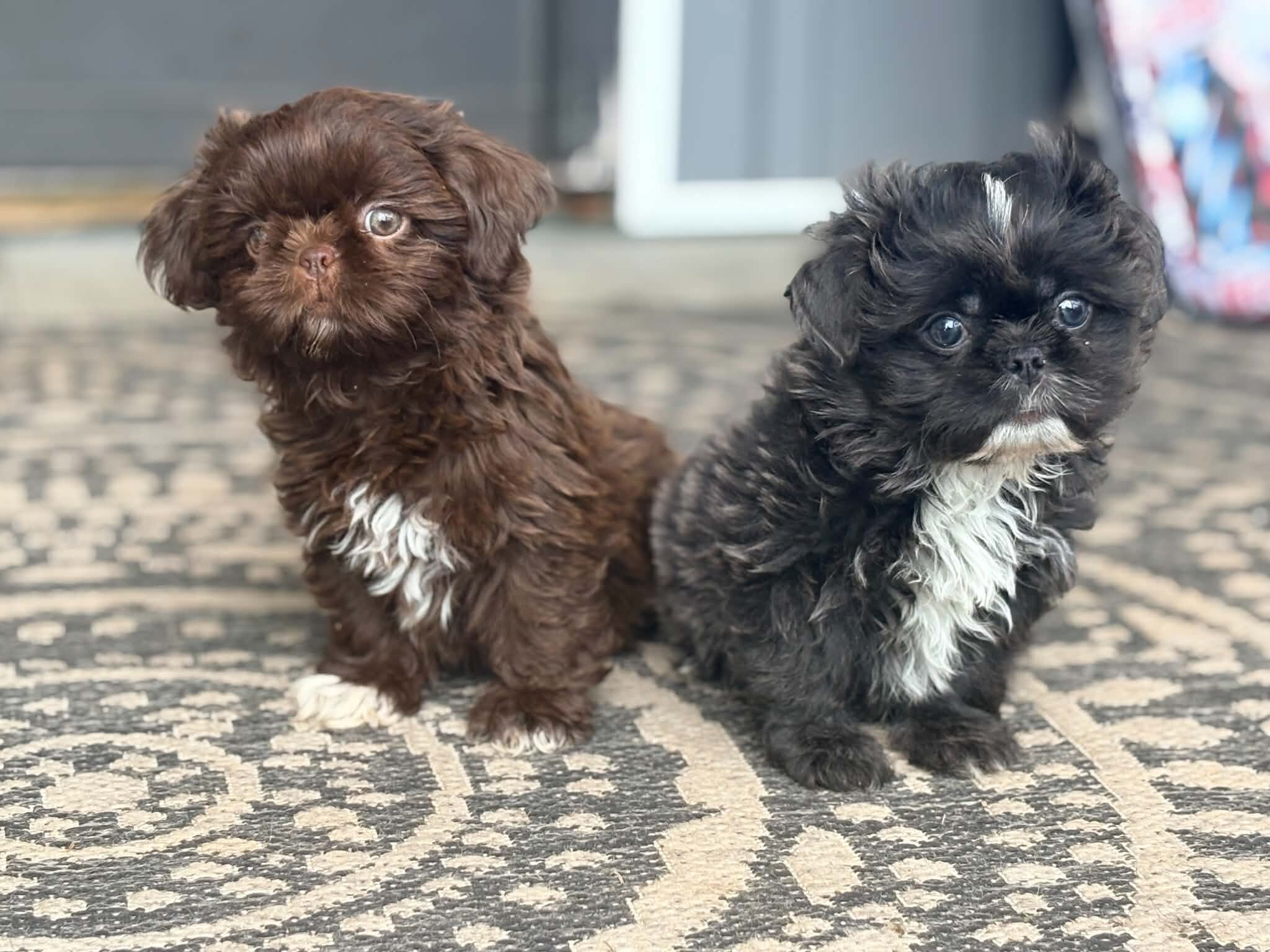 Shih Tzu image 7