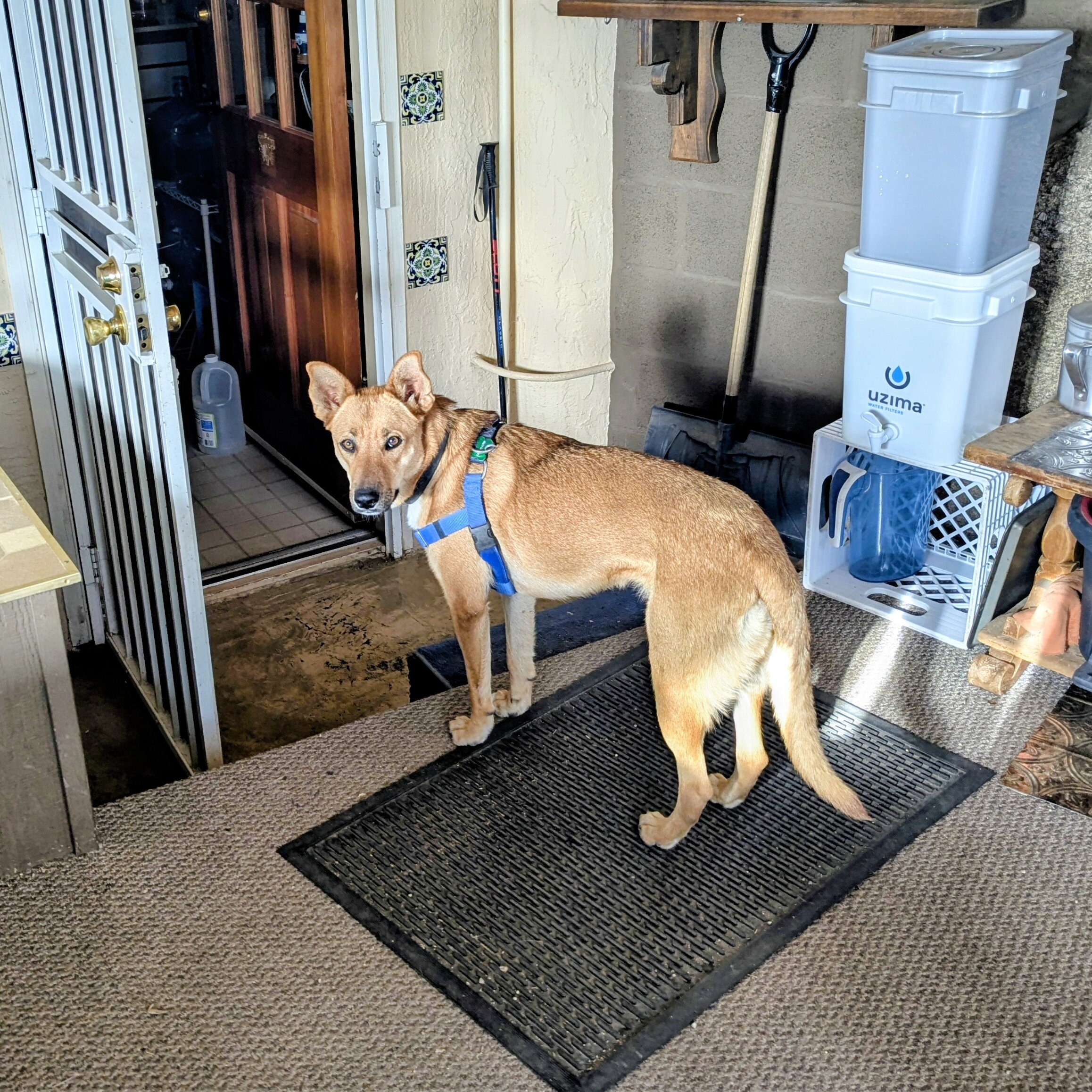 Basenji/German Shepherd image 4