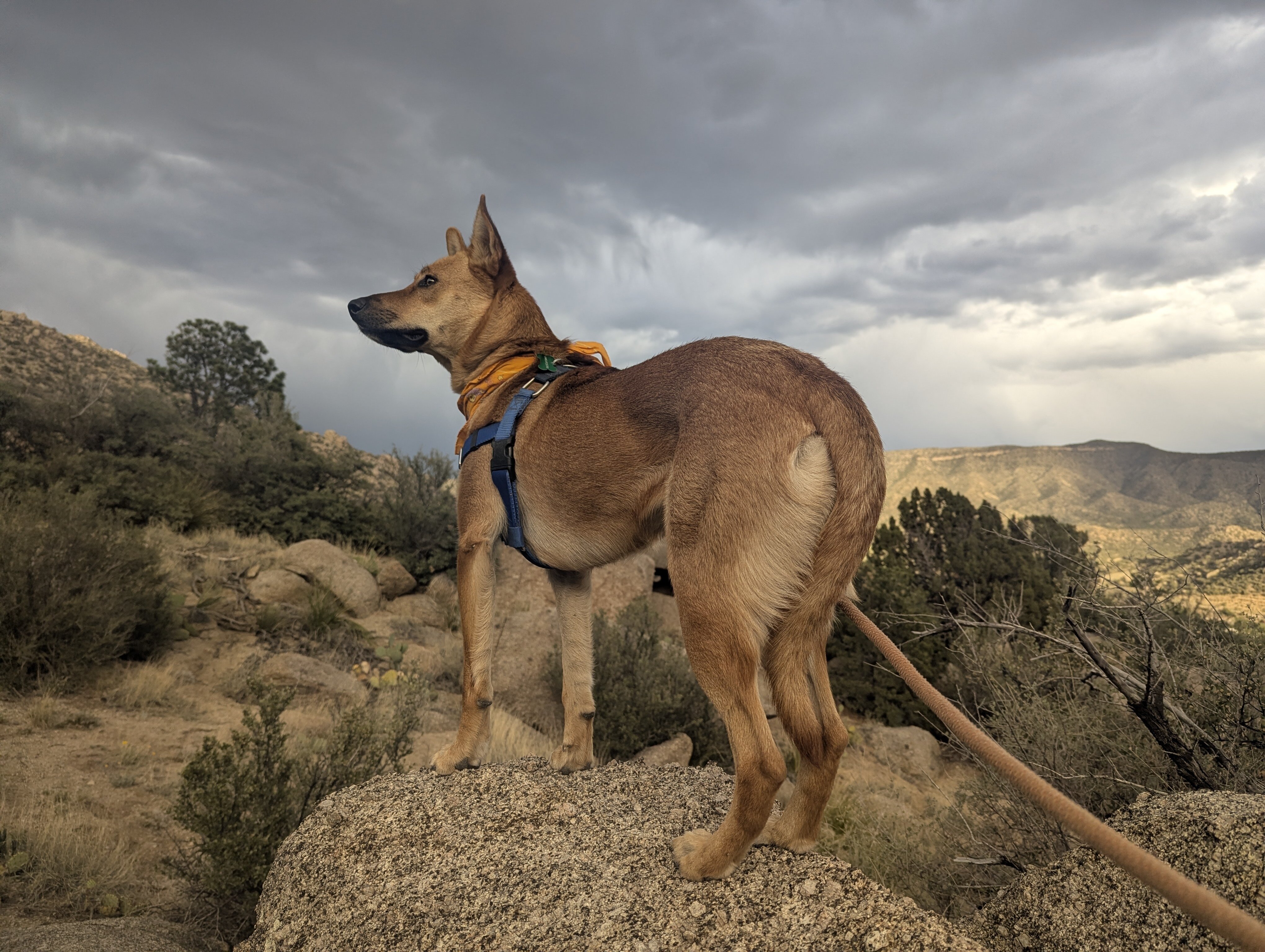 Basenji/German Shepherd image 2
