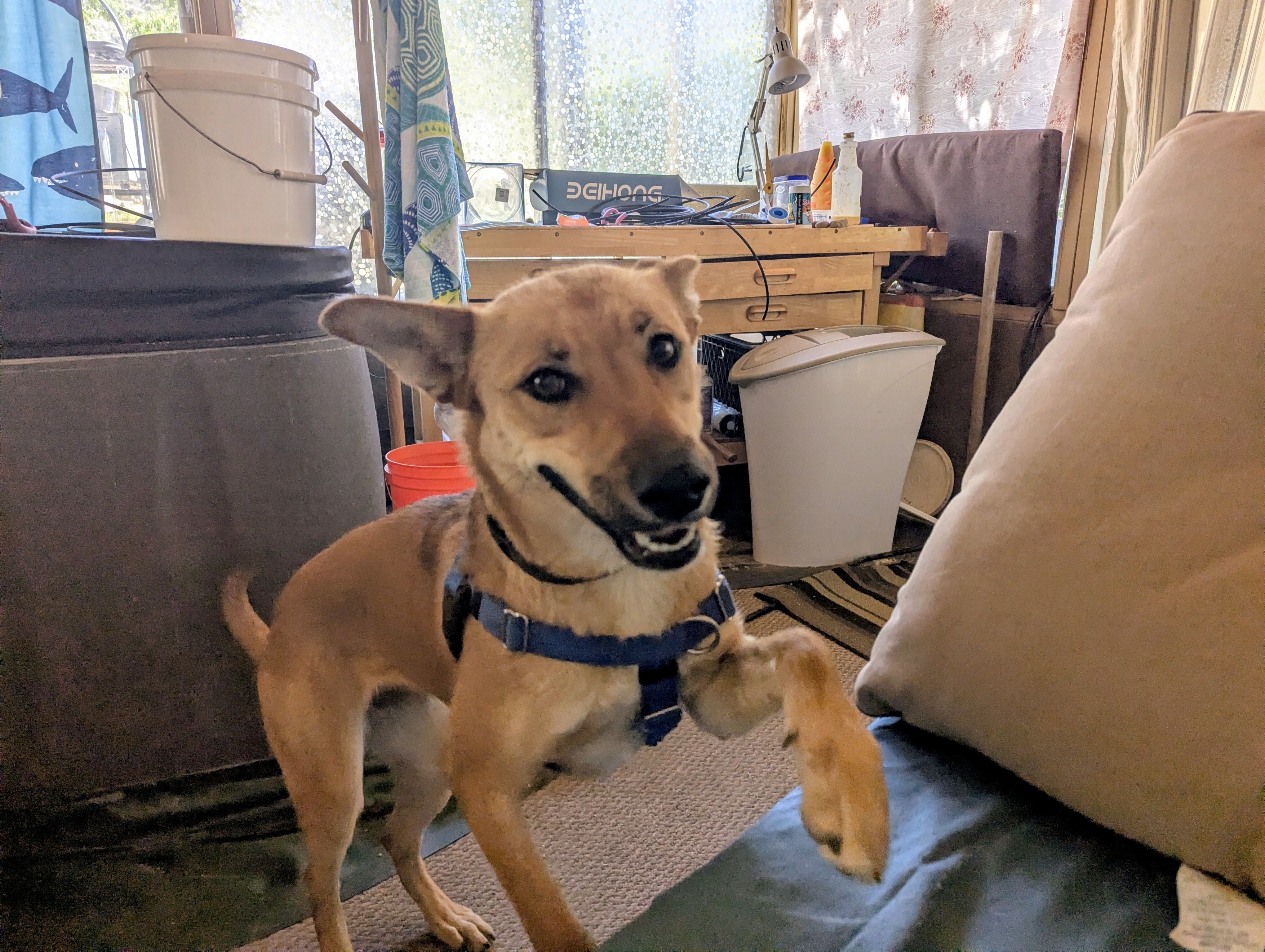 Basenji/German Shepherd image 5