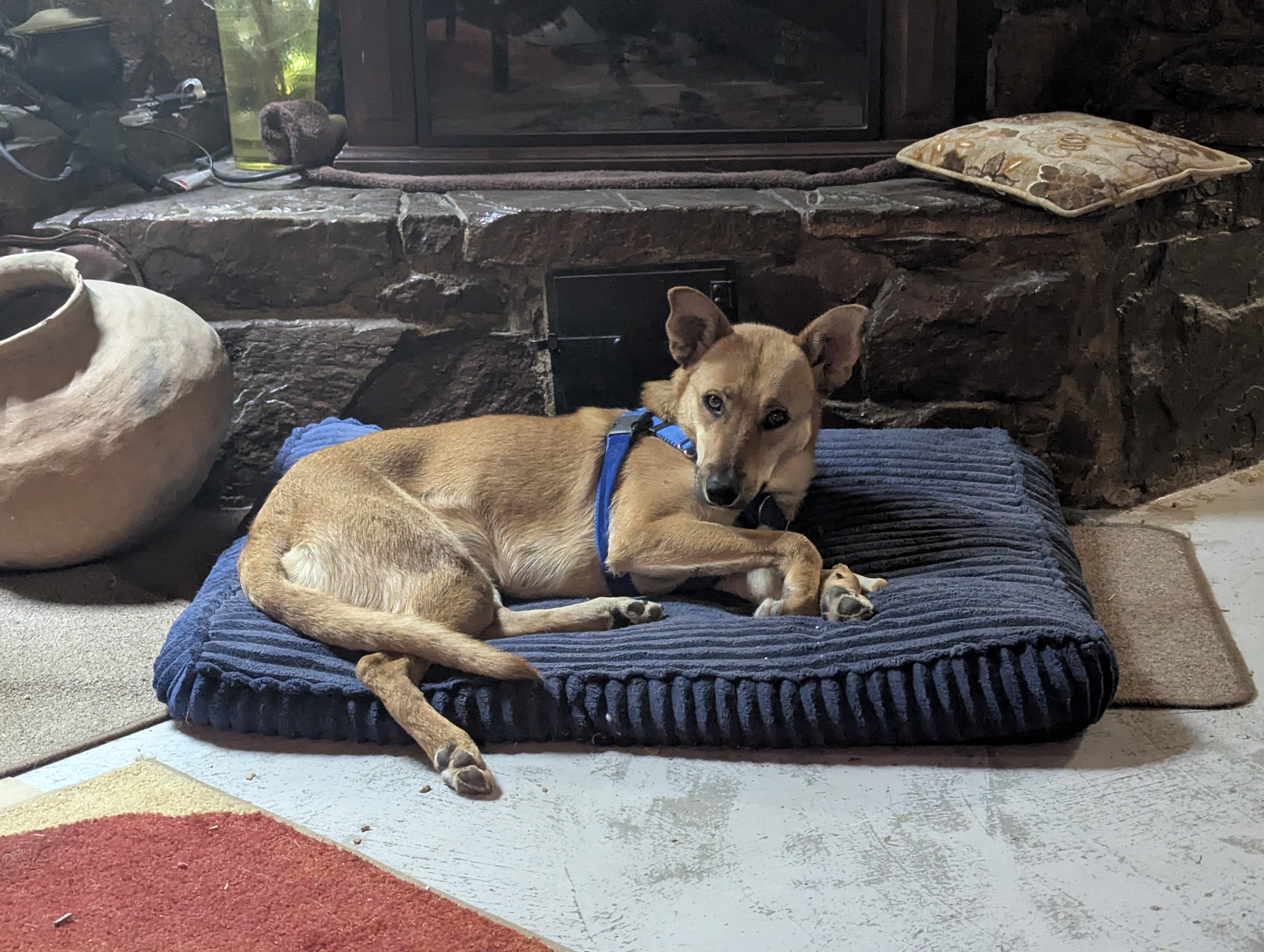 Basenji/German Shepherd image 3