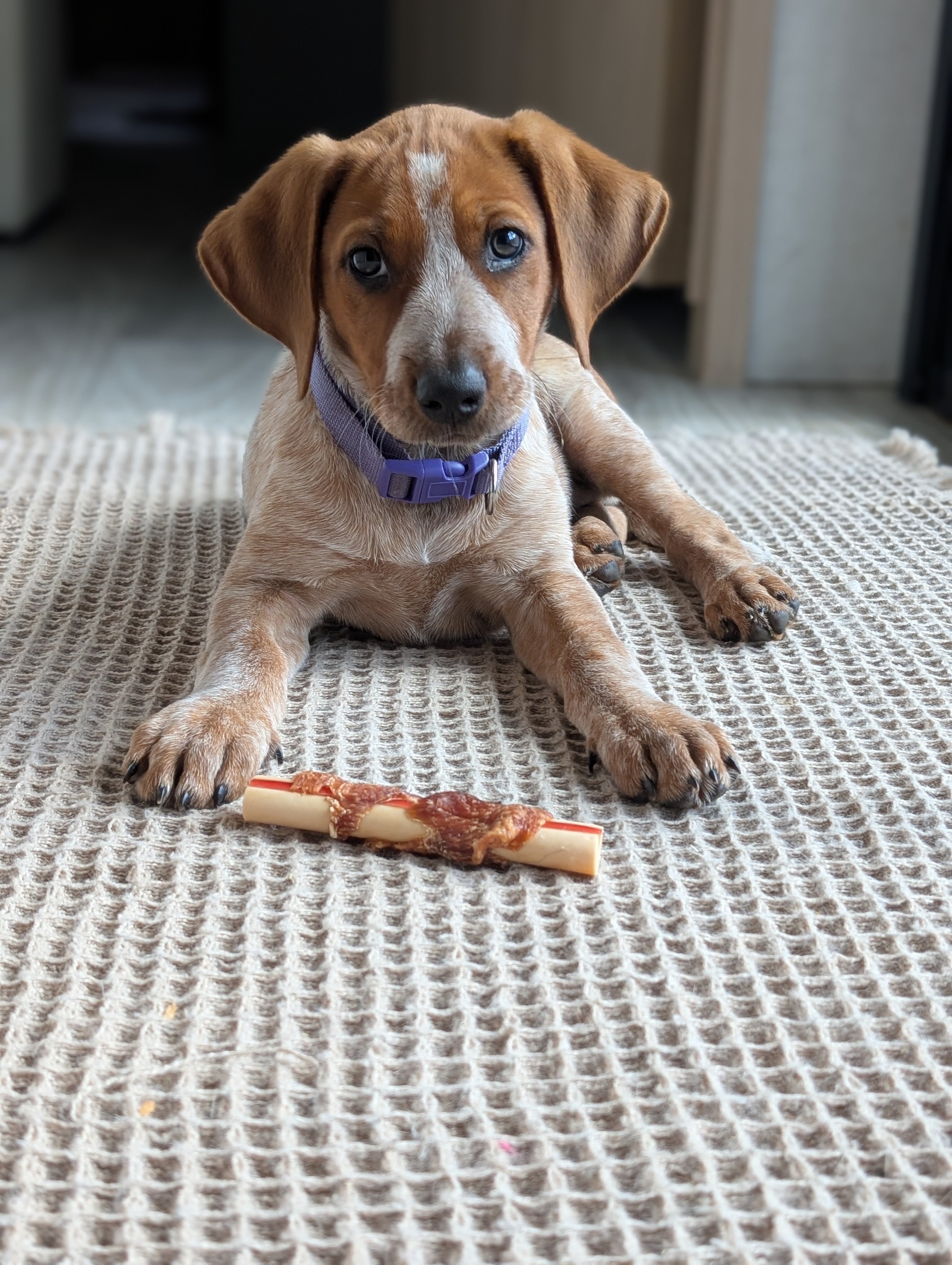 Miniature Female Red Tick Coonhound Mix image 1