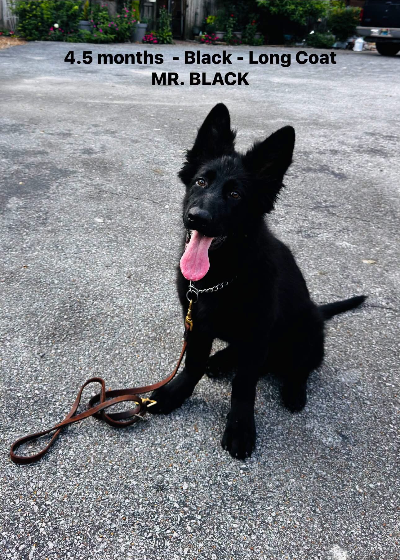 German Shepherd Long Coat image 2