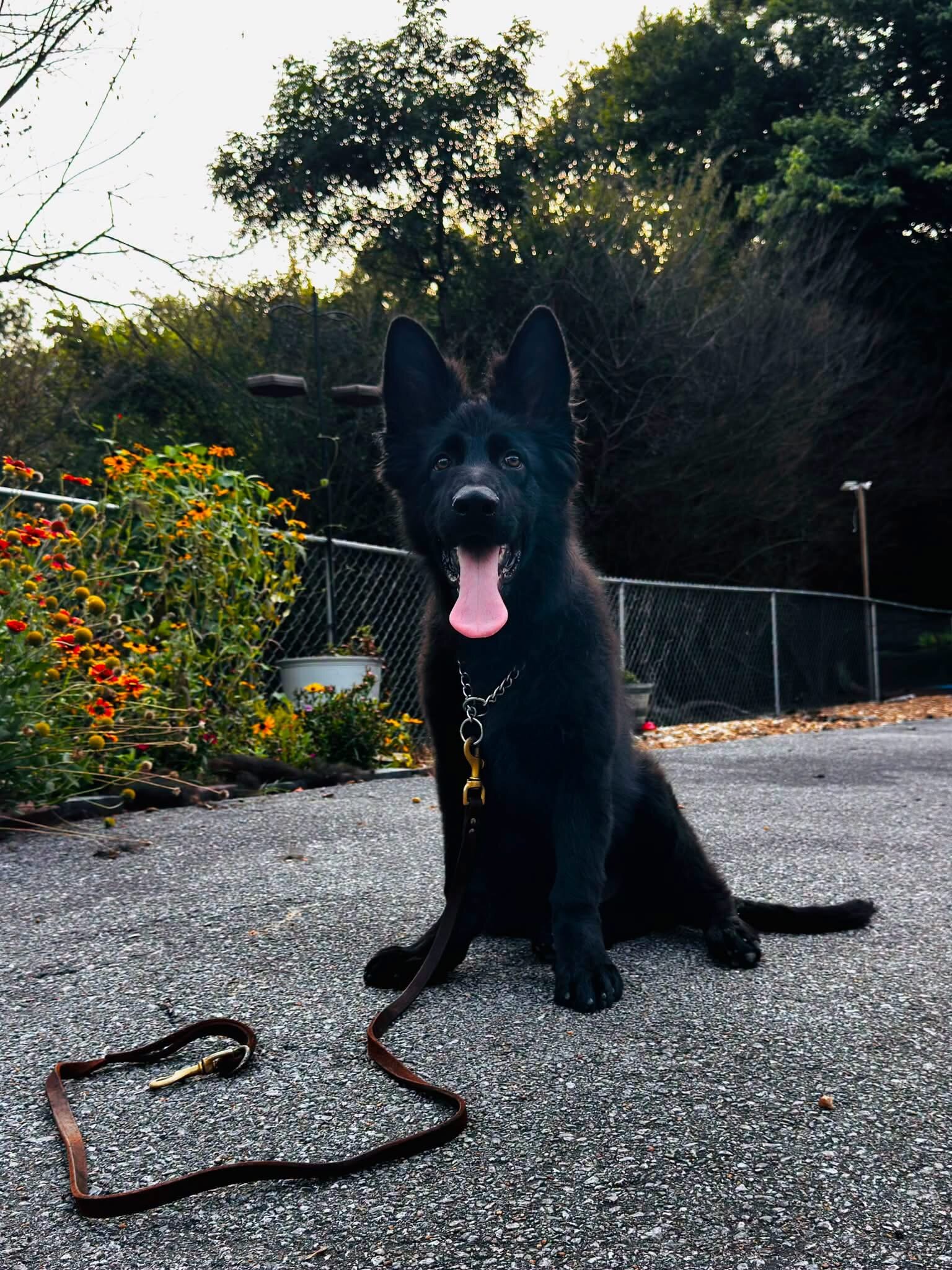 German Shepherd Long Coat image 1