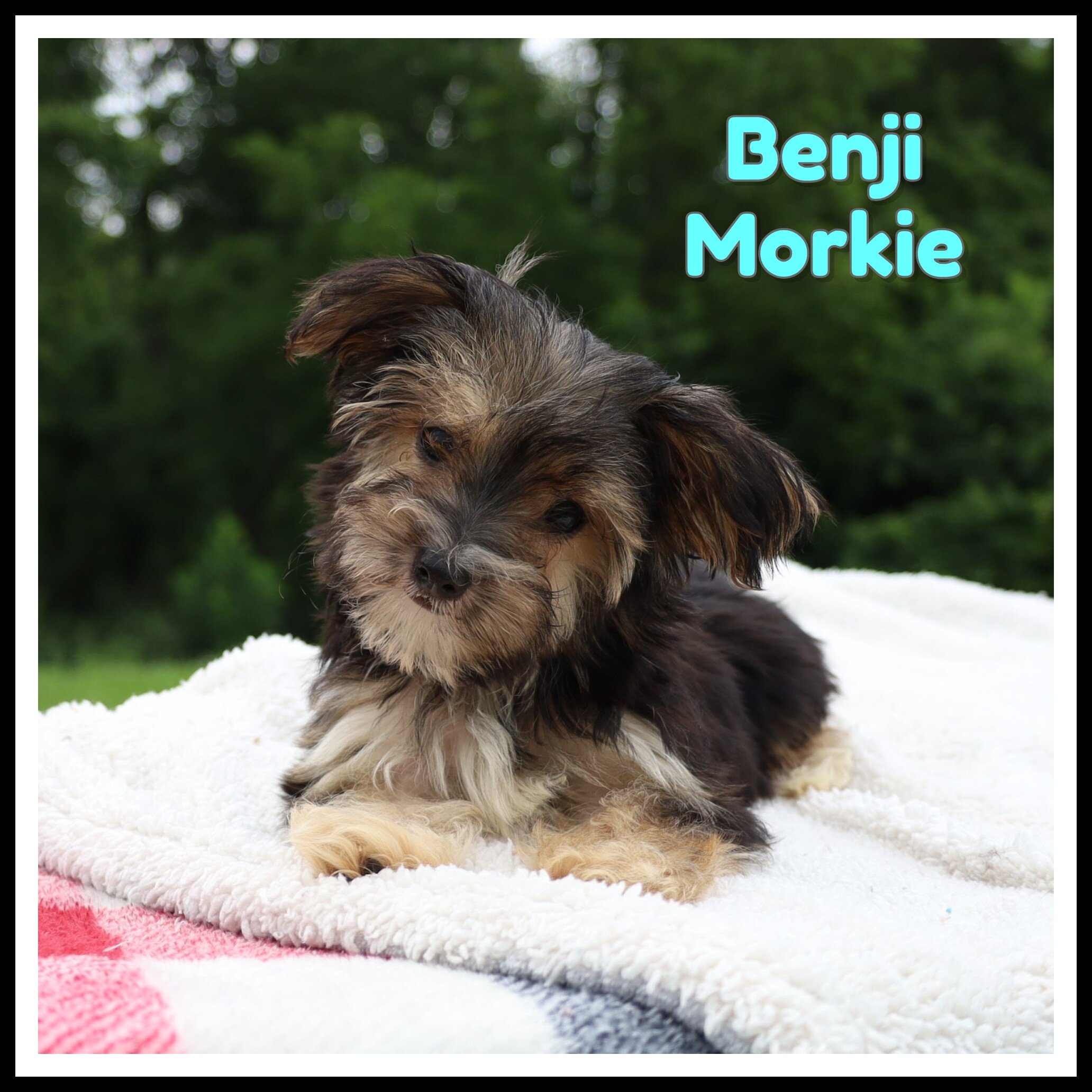 Benji Male Morkie image 1